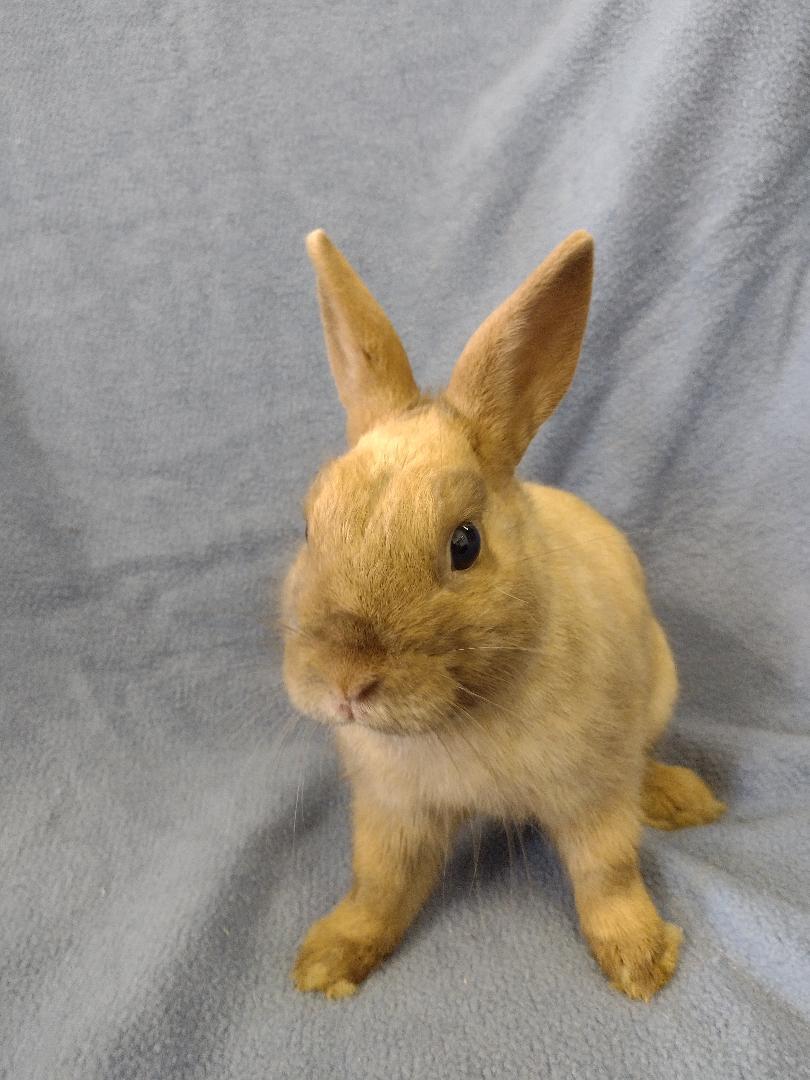 Sunny, Adoptable, Young Male Britannia Petite.