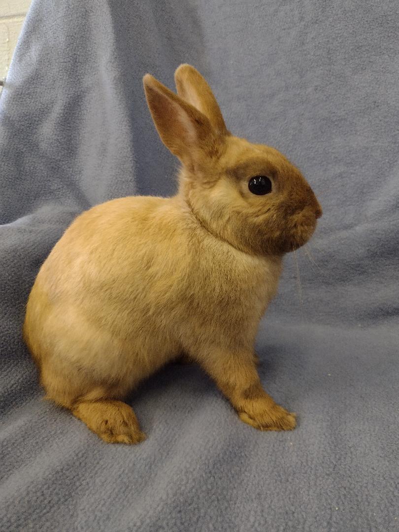 Enlarge Sunny, a Adoptable Britannia Petite in Plymouth, MI image 2/5