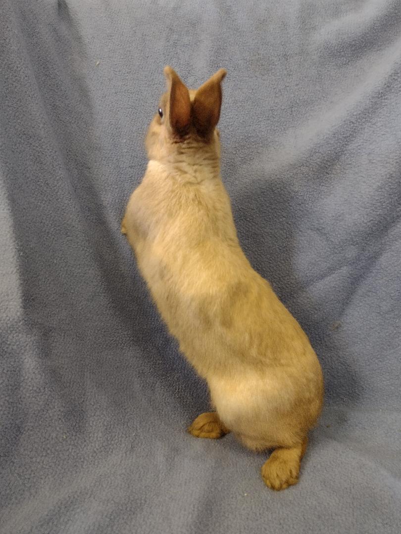 Enlarge Sunny, a Adoptable Britannia Petite in Plymouth, MI image 3/5