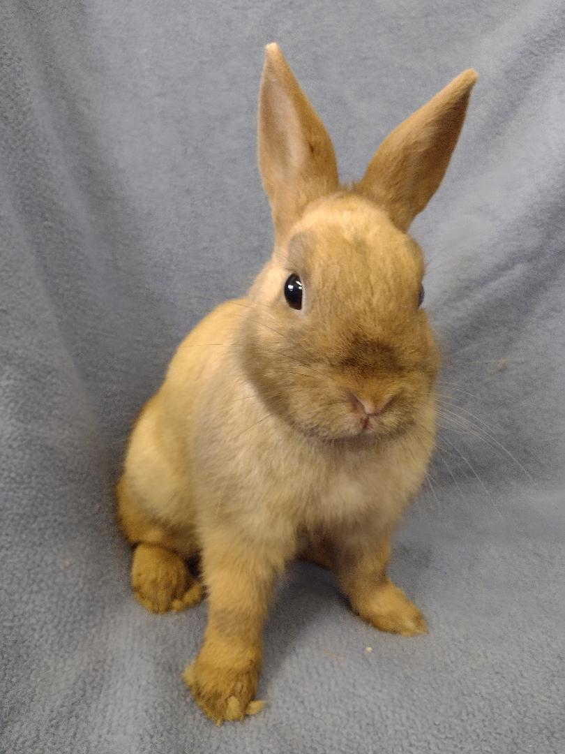 Enlarge Sunny, a Adoptable Britannia Petite in Plymouth, MI image 4/5