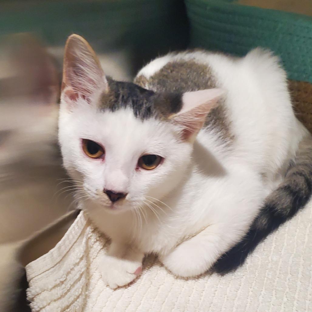 Bonnie, Adoptable, Young Female Domestic Short Hair.