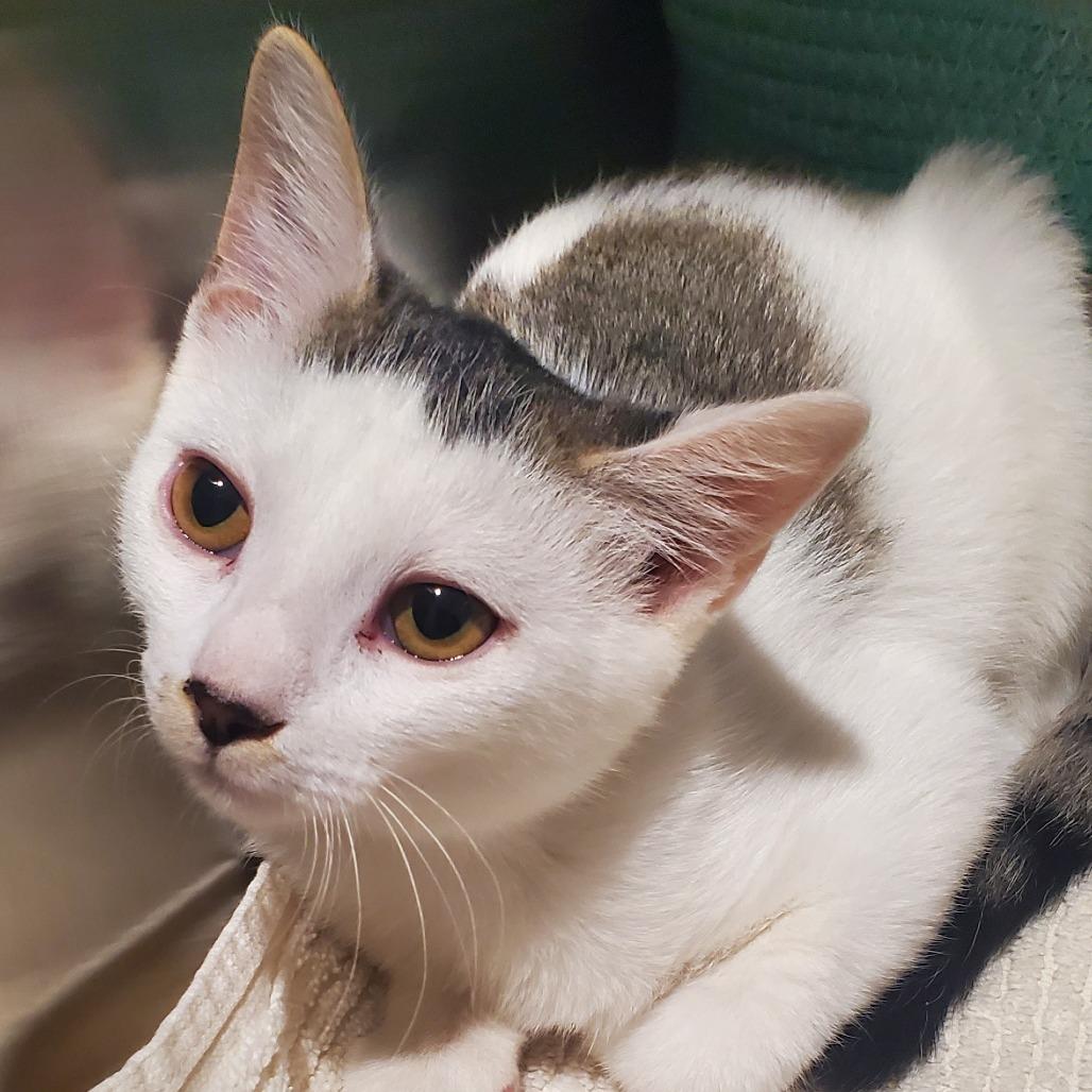 Enlarge Bonnie, a Adoptable Domestic Short Hair in Smithville, TN image 3/5