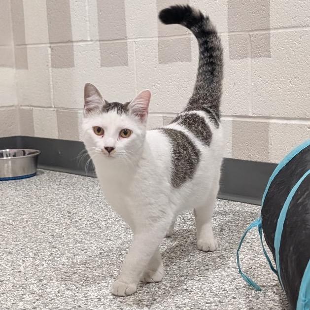 Enlarge Bonnie, a Adoptable Domestic Short Hair in Smithville, TN image 4/5