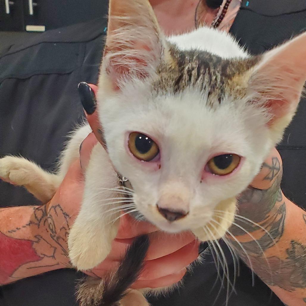 Enlarge Bonnie, a Adoptable Domestic Short Hair in Smithville, TN image 5/5