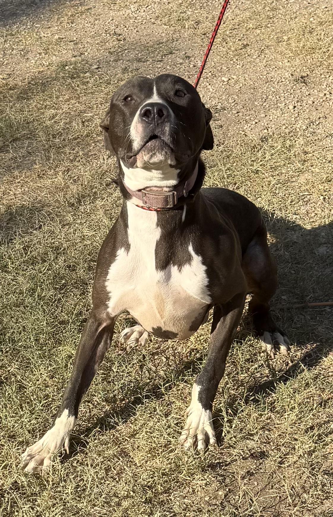 Denver, a Adoptable mixed breed in Boerne, TX image 1/6