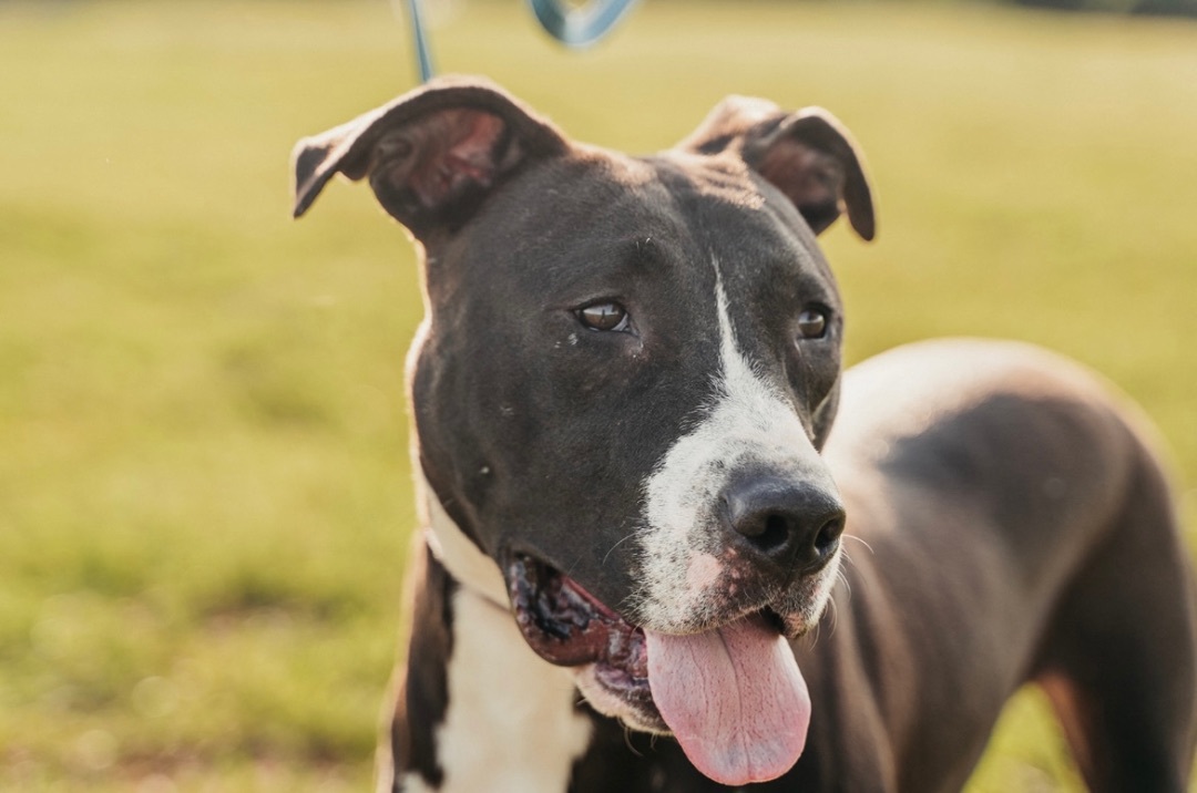 Denver, a Adoptable mixed breed in Boerne, TX image 2/6