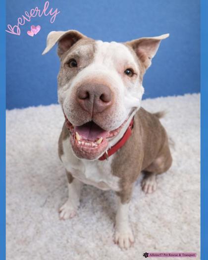 Enlarge Beverly, a Adoptable mixed breed in De Soto, IA image 1/3