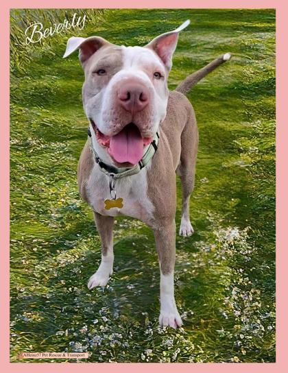 Enlarge Beverly, a Adoptable mixed breed in De Soto, IA image 2/3