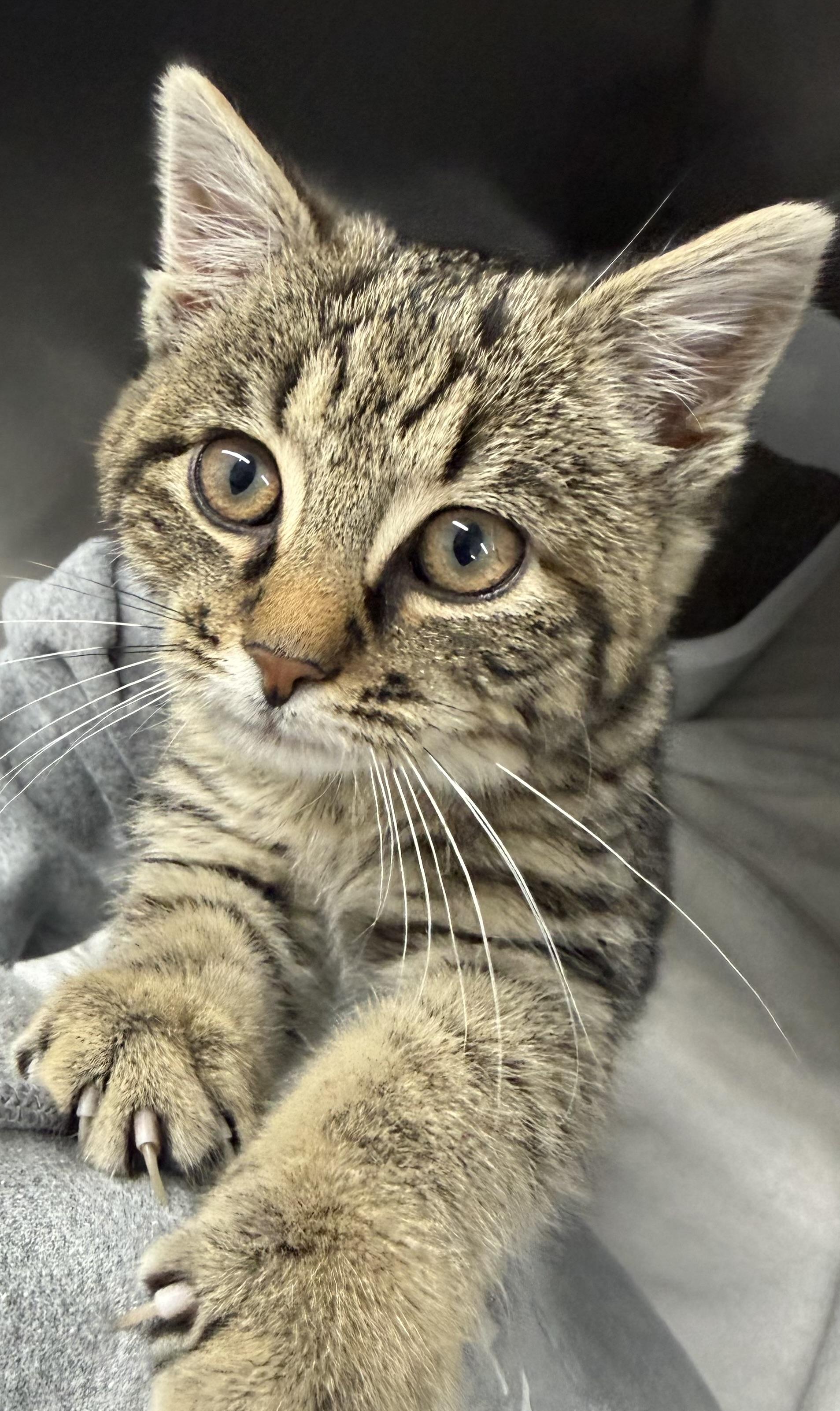 Posh Posh Baby, a ADOPTABLE Domestic Short Hair in Mount Vernon, OH image 1/3