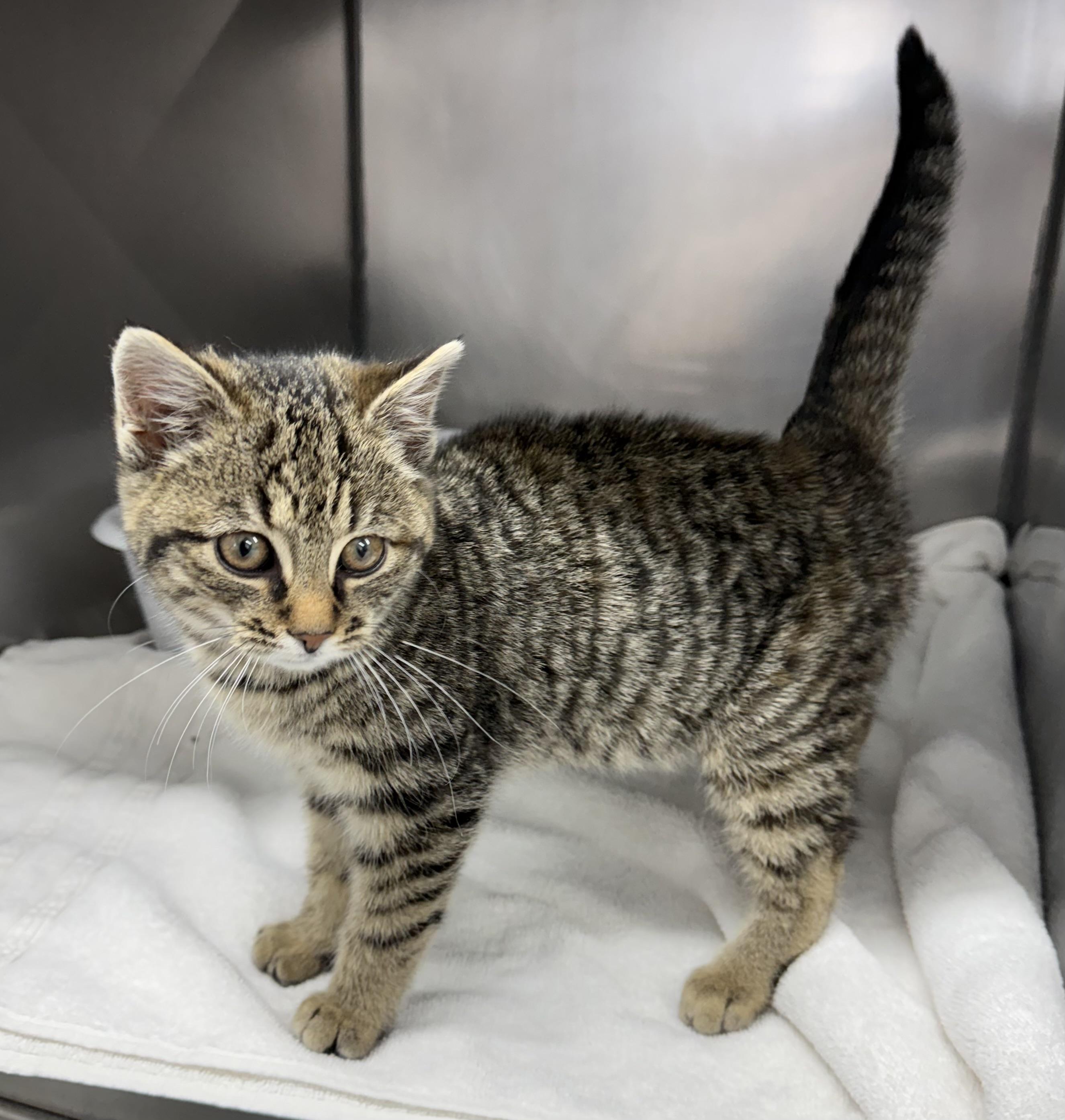 Posh Posh Baby, a ADOPTABLE Domestic Short Hair in Mount Vernon, OH image 3/3