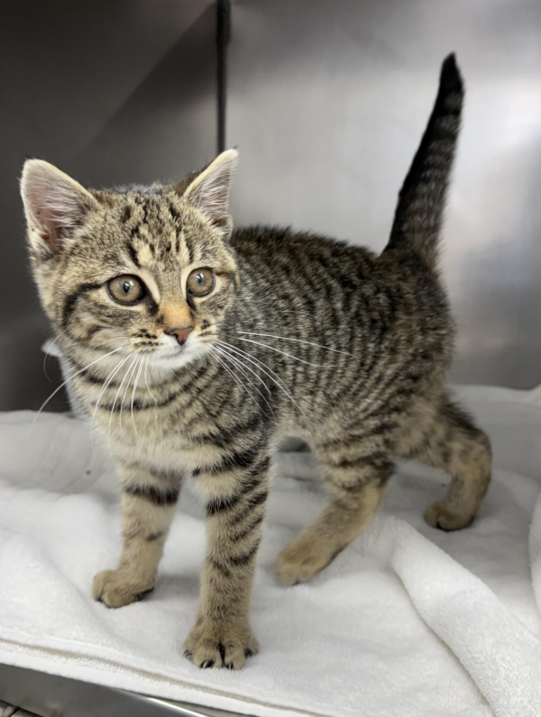 Posh Posh Baby, a ADOPTABLE Domestic Short Hair in Mount Vernon, OH image 2/3