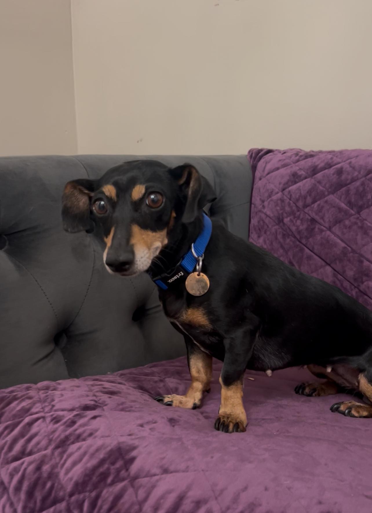 Enlarge Darla, a Adopted Dachshund in West Hollywood, CA image 1/1