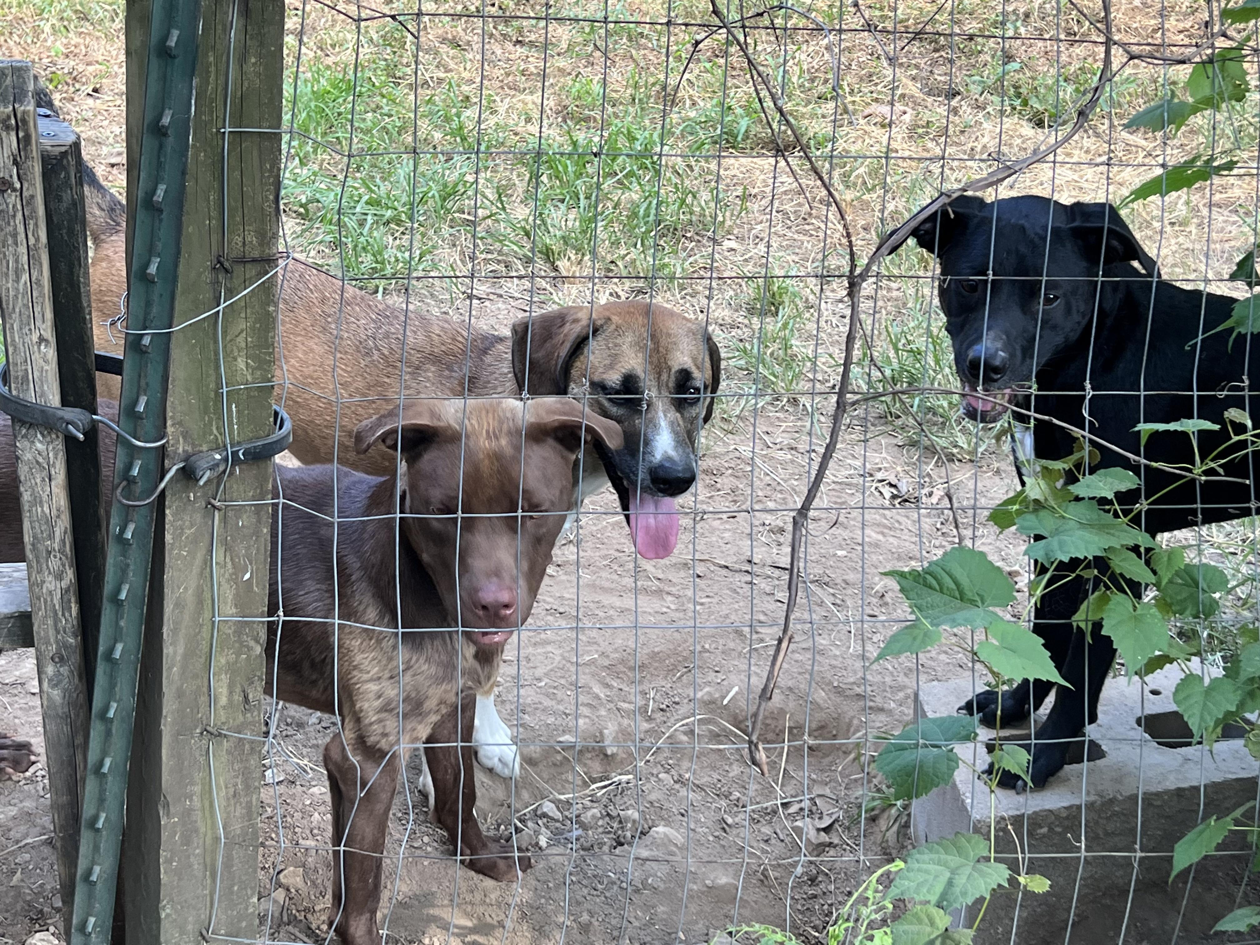 Sandee, a Adoptable Mixed Breed in Bloomsdale, MO image 3/4