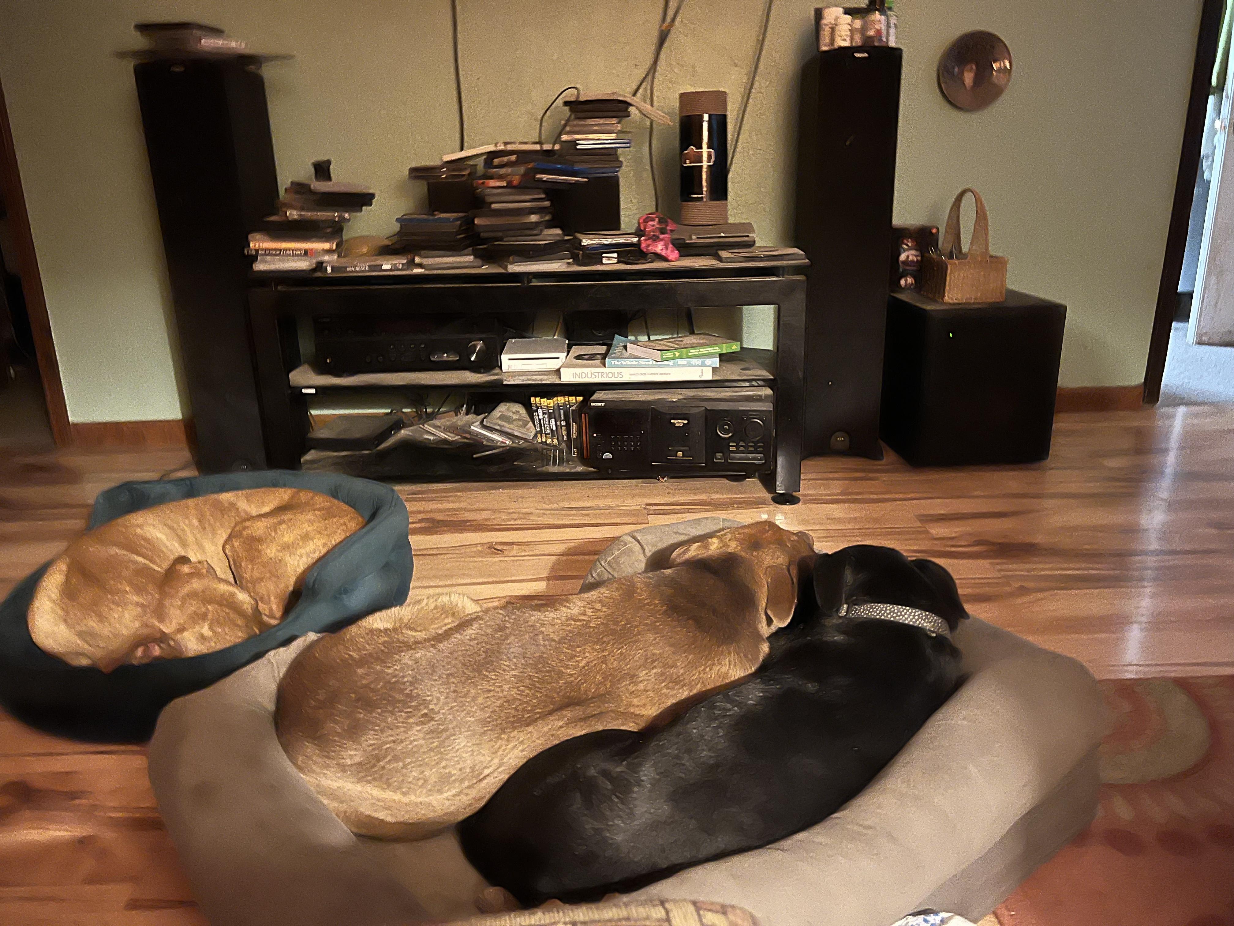 Sandee, a Adoptable Mixed Breed in Bloomsdale, MO image 4/4