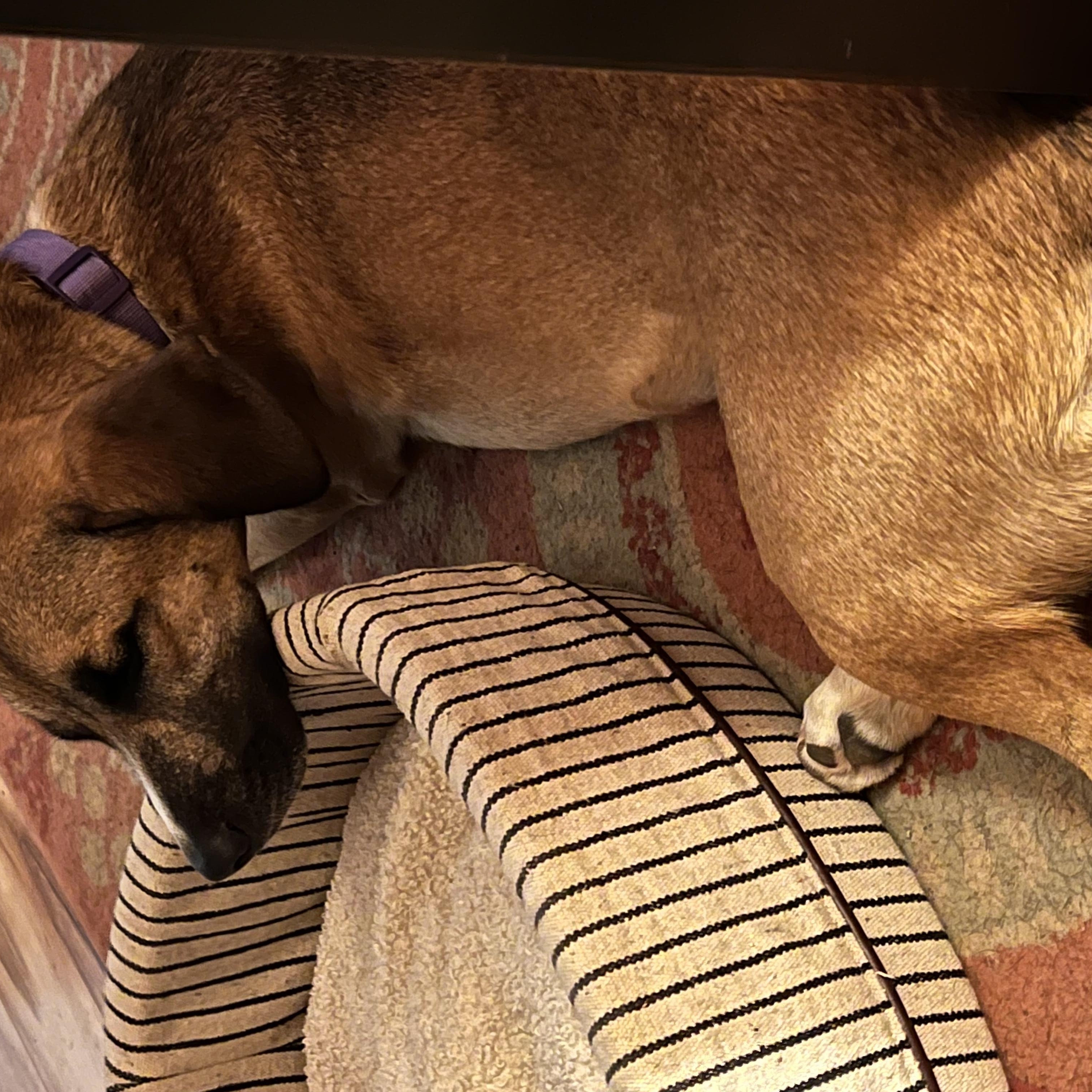 Sandee, a Adoptable Mixed Breed in Bloomsdale, MO image 2/5