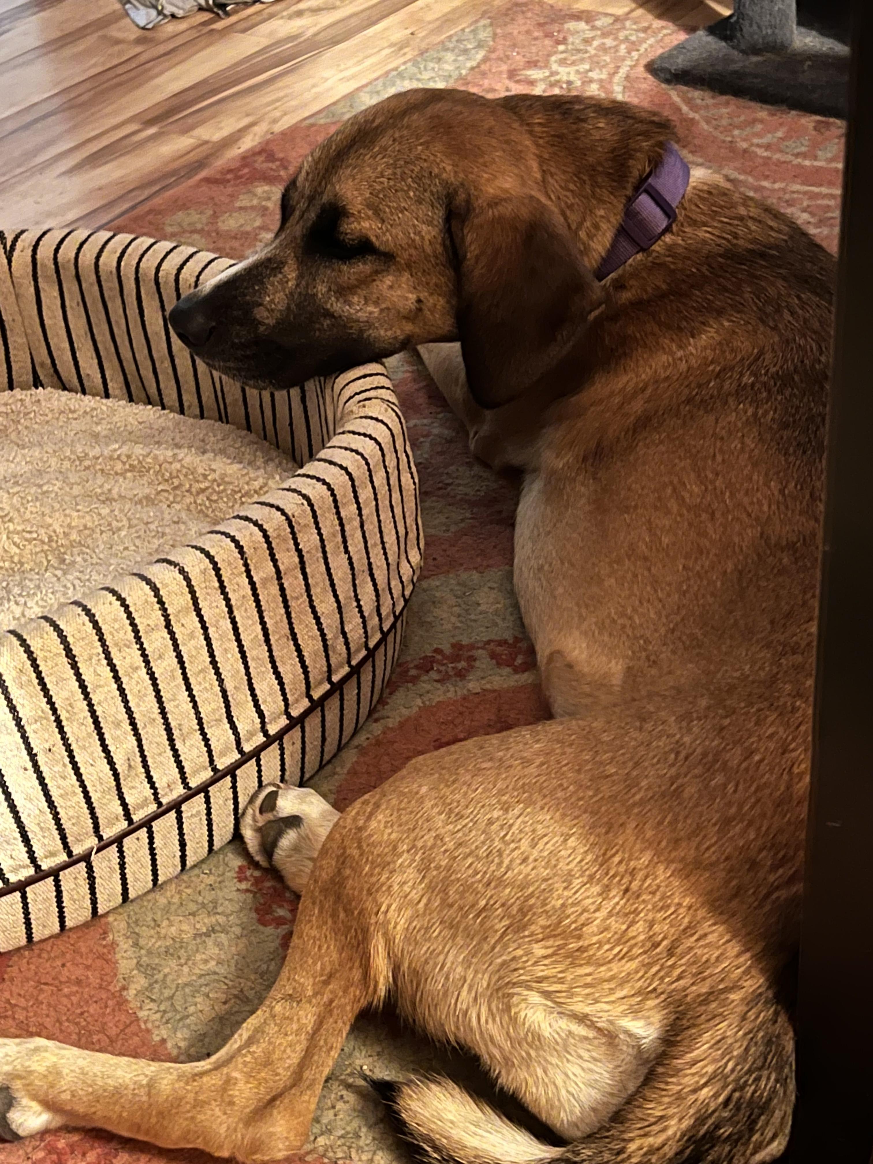 Sandee, a Adoptable Mixed Breed in Bloomsdale, MO image 2/4