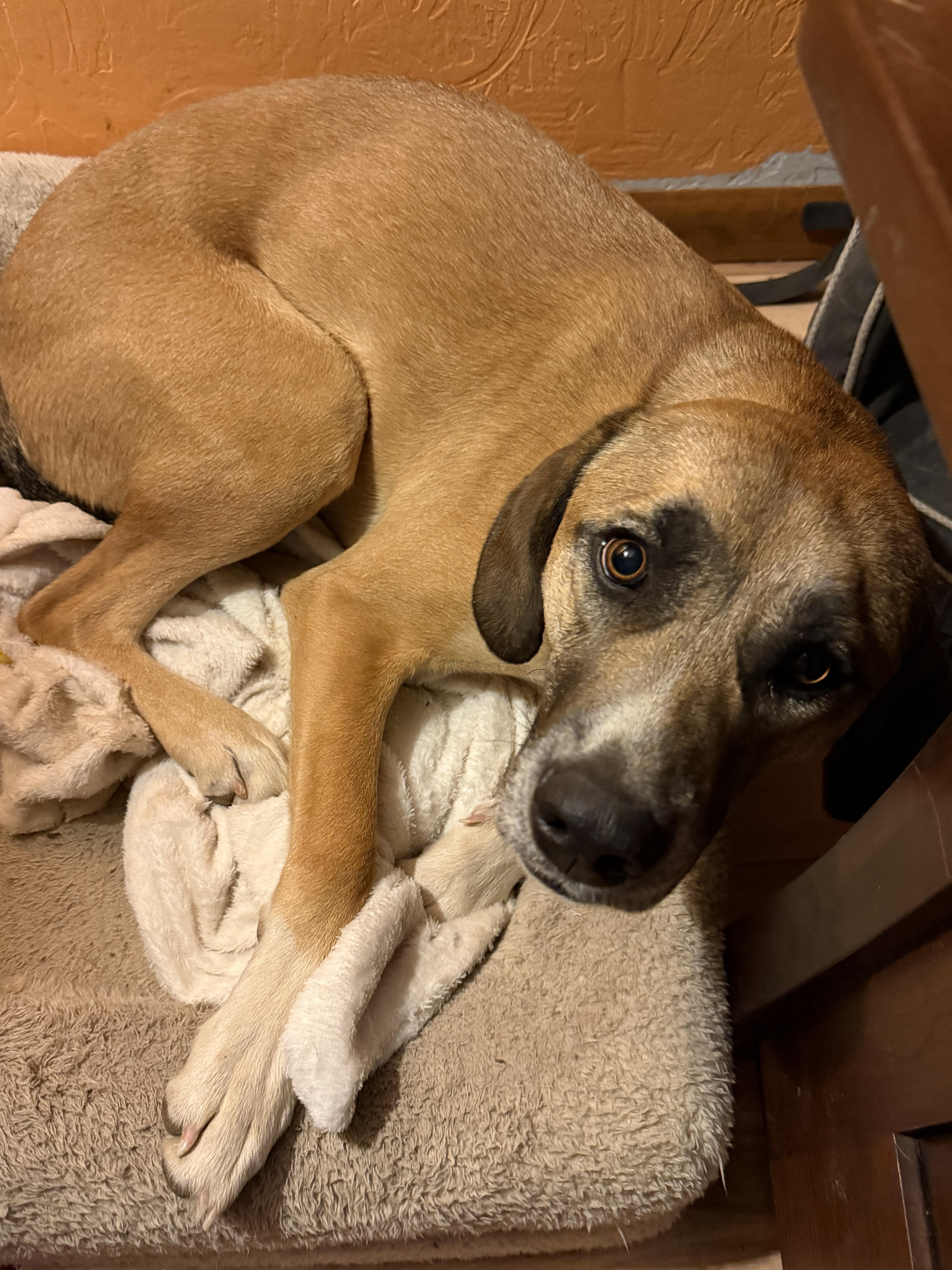 Sandee, a Adoptable Mixed Breed in Bloomsdale, MO image 1/5