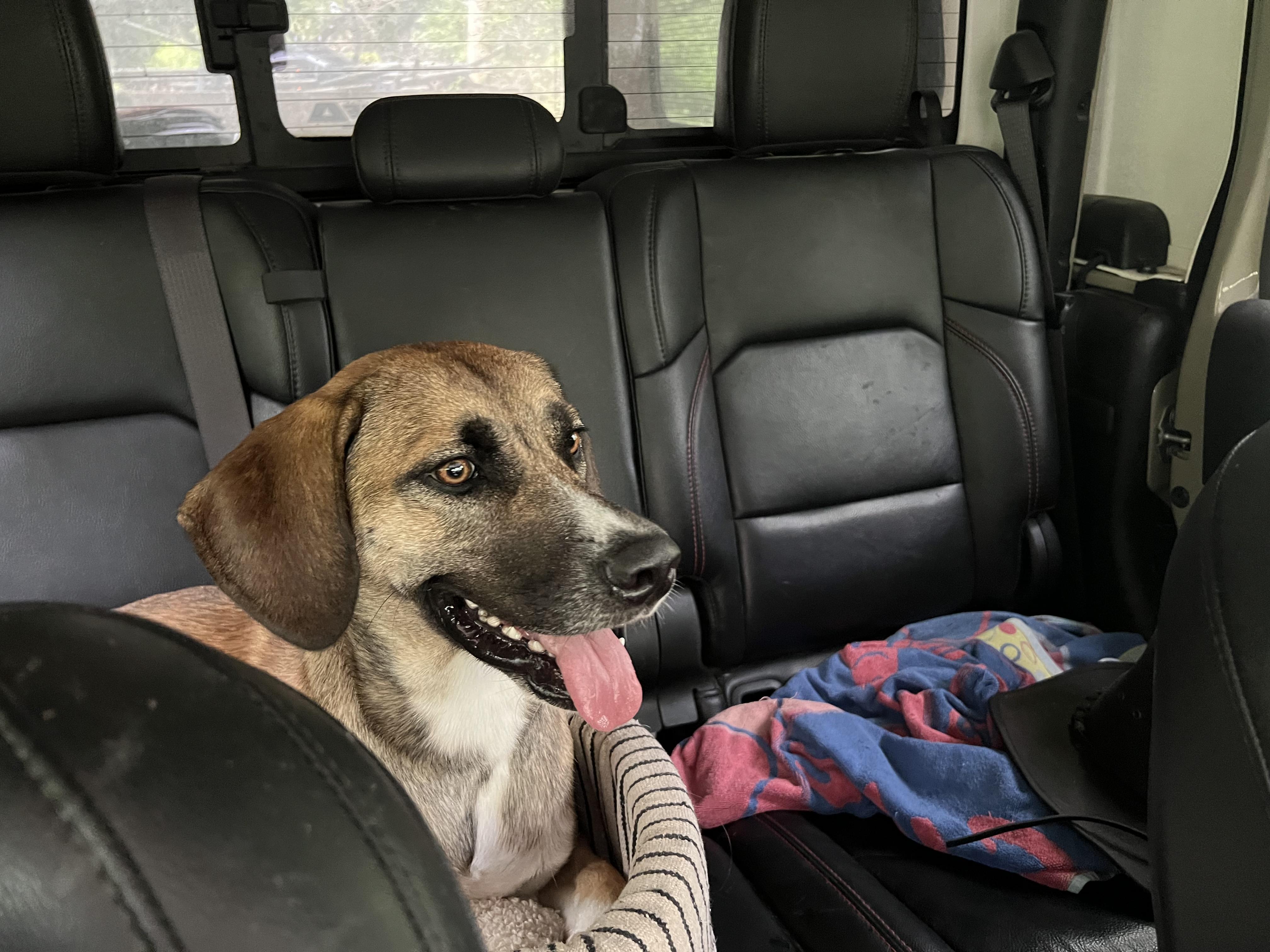 Sandee, Adoptable, Young Female Mixed Breed.