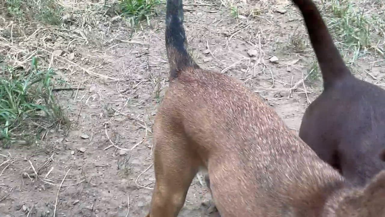 Enlarge Sandee, a Adoptable Mixed Breed in Bloomsdale, MO video 3/5