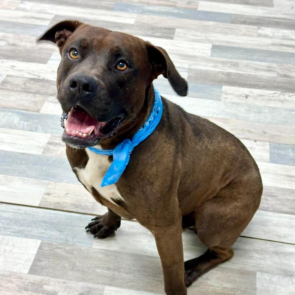 Ham Hock, Adoptable, Adult Male English Bulldog.