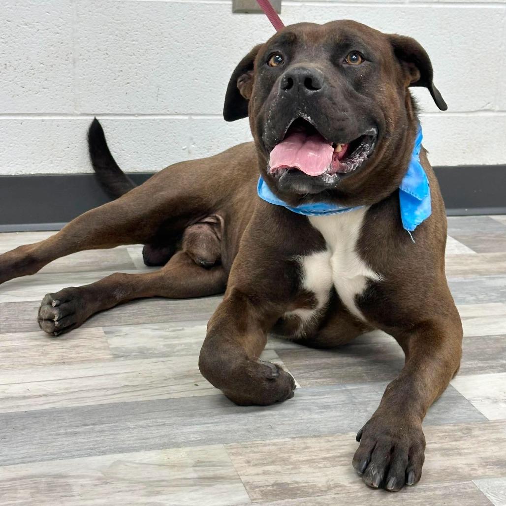 Ham Hock, a Adoptable English Bulldog in Lufkin, TX image 2/4