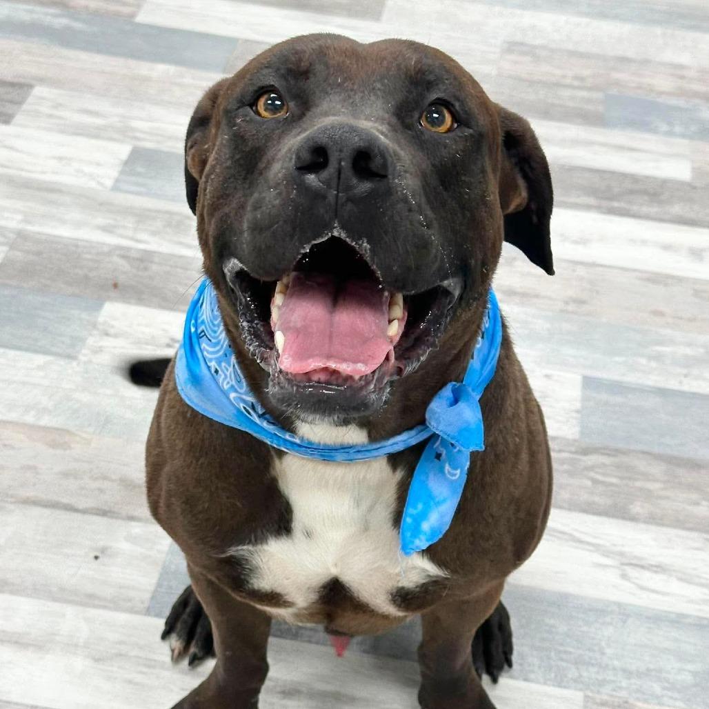 Ham Hock, a Adoptable English Bulldog in Lufkin, TX image 3/4