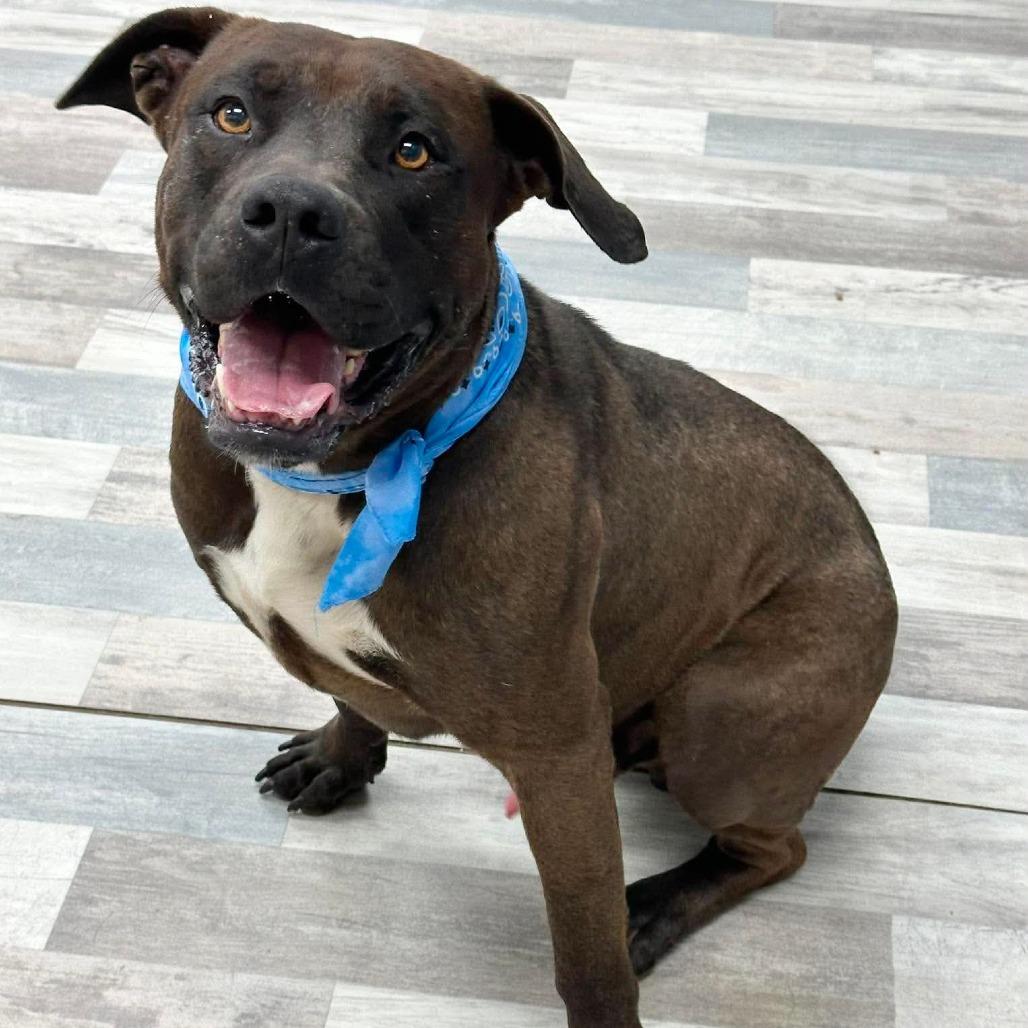 Ham Hock, a Adoptable English Bulldog in Lufkin, TX image 4/4