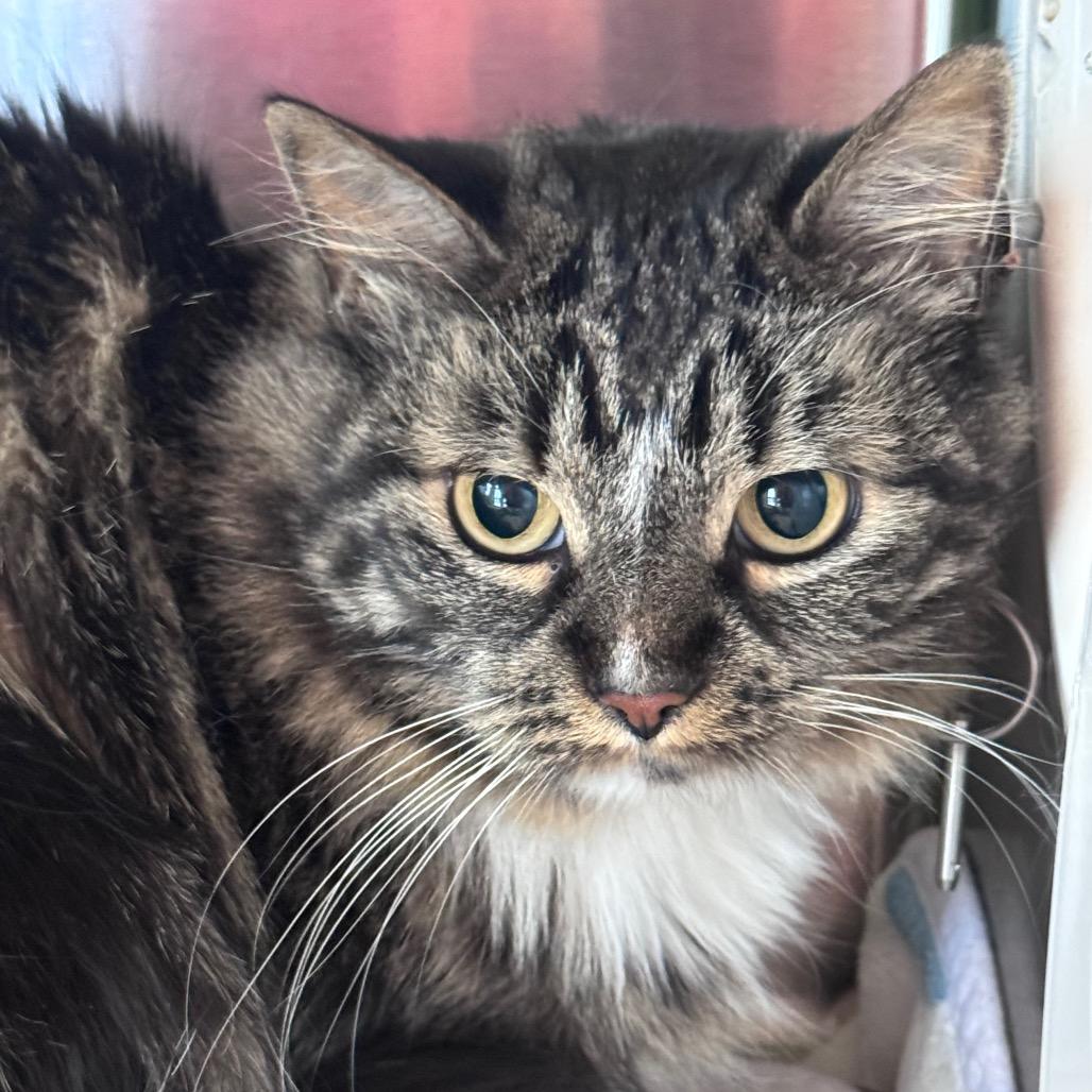 Enlarge Jackie, a Adoptable Domestic Long Hair in Waukesha, WI image 1/1