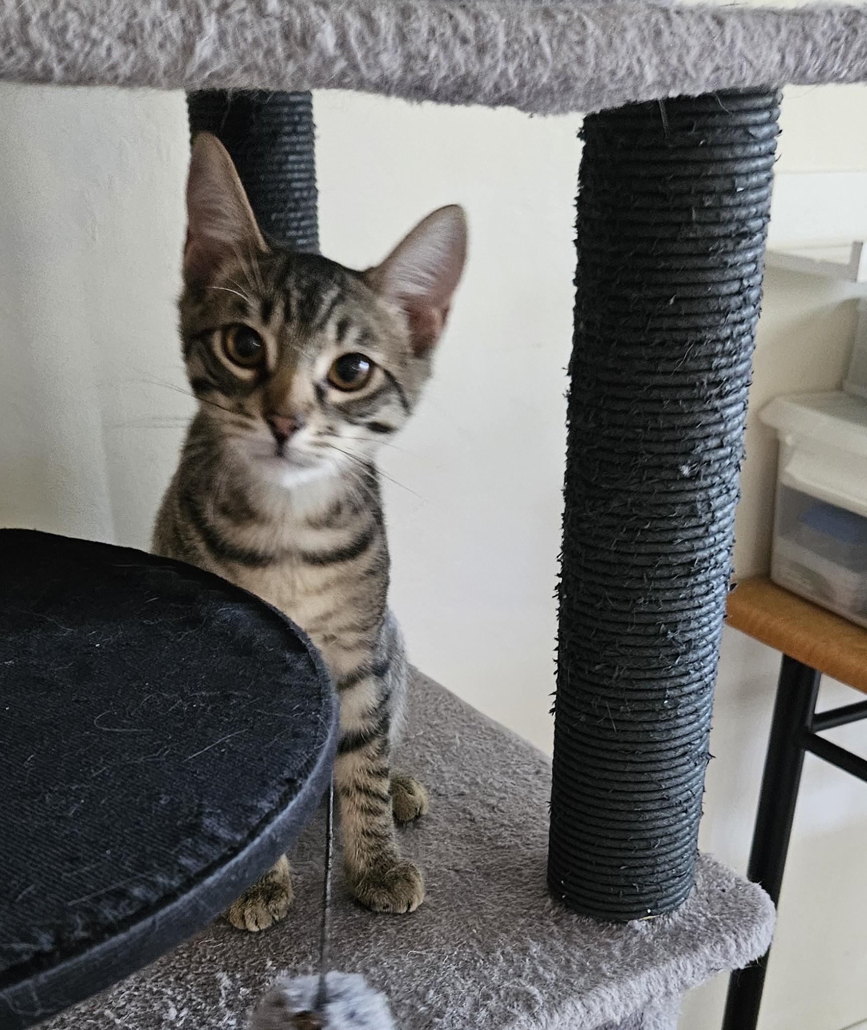 Gregory, a Adoptable Tabby in Vacaville, CA image 2/3