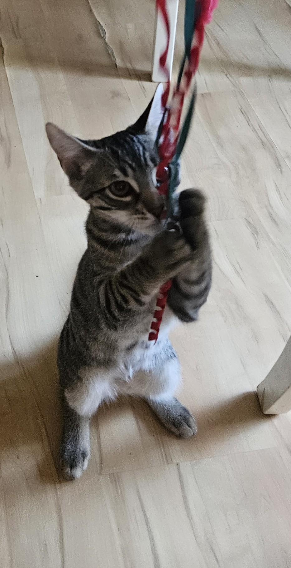 Gregory, a Adoptable Tabby in Vacaville, CA image 3/3