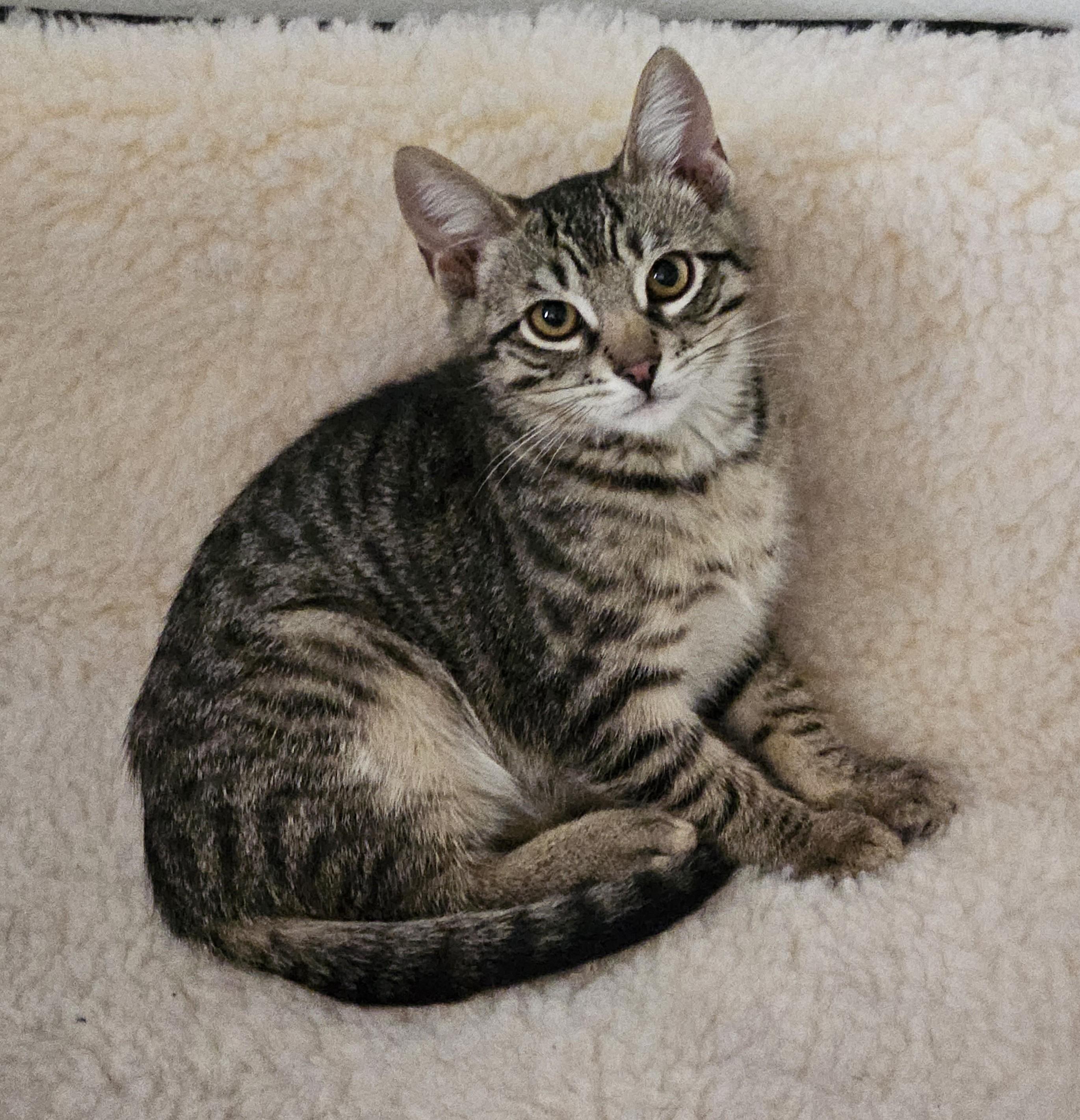 Gregory, Adoptable, Young Male Tabby.
