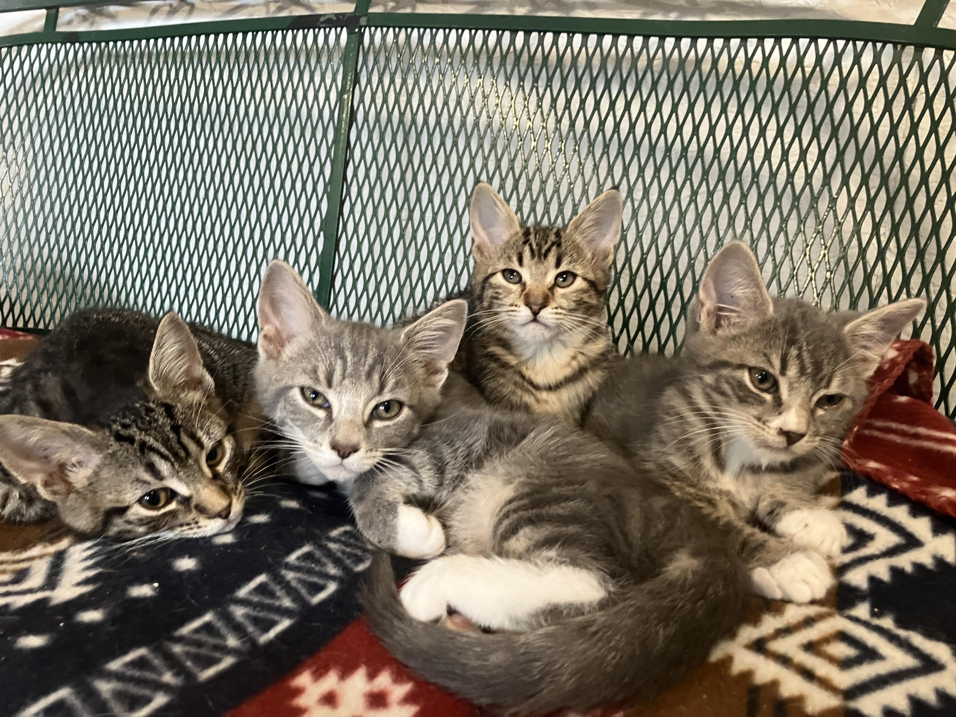 Aspen's Kittens Cuddly and bonded litter