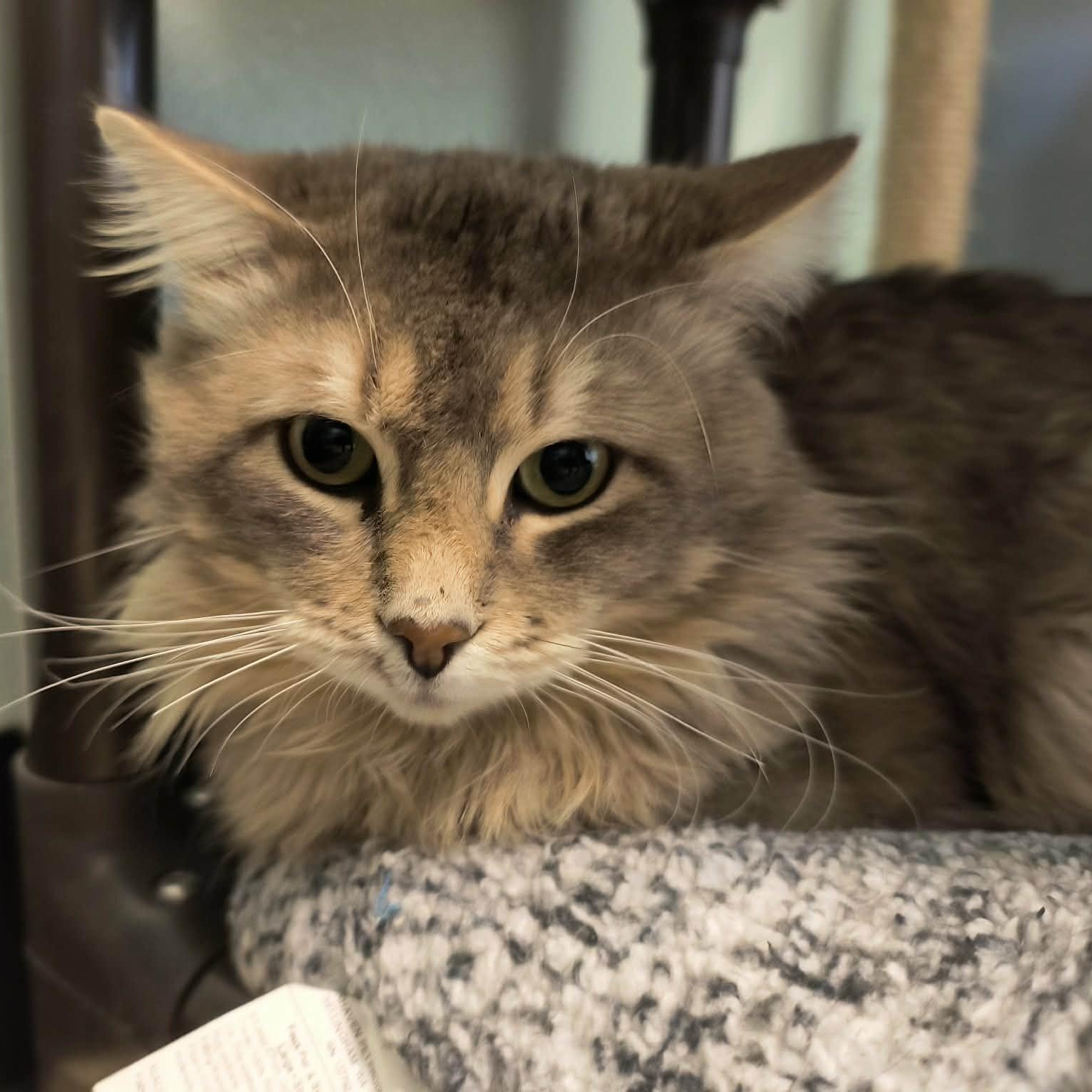 Aslan, a ADOPTABLE mixed breed in Weaverville, CA image 2/4