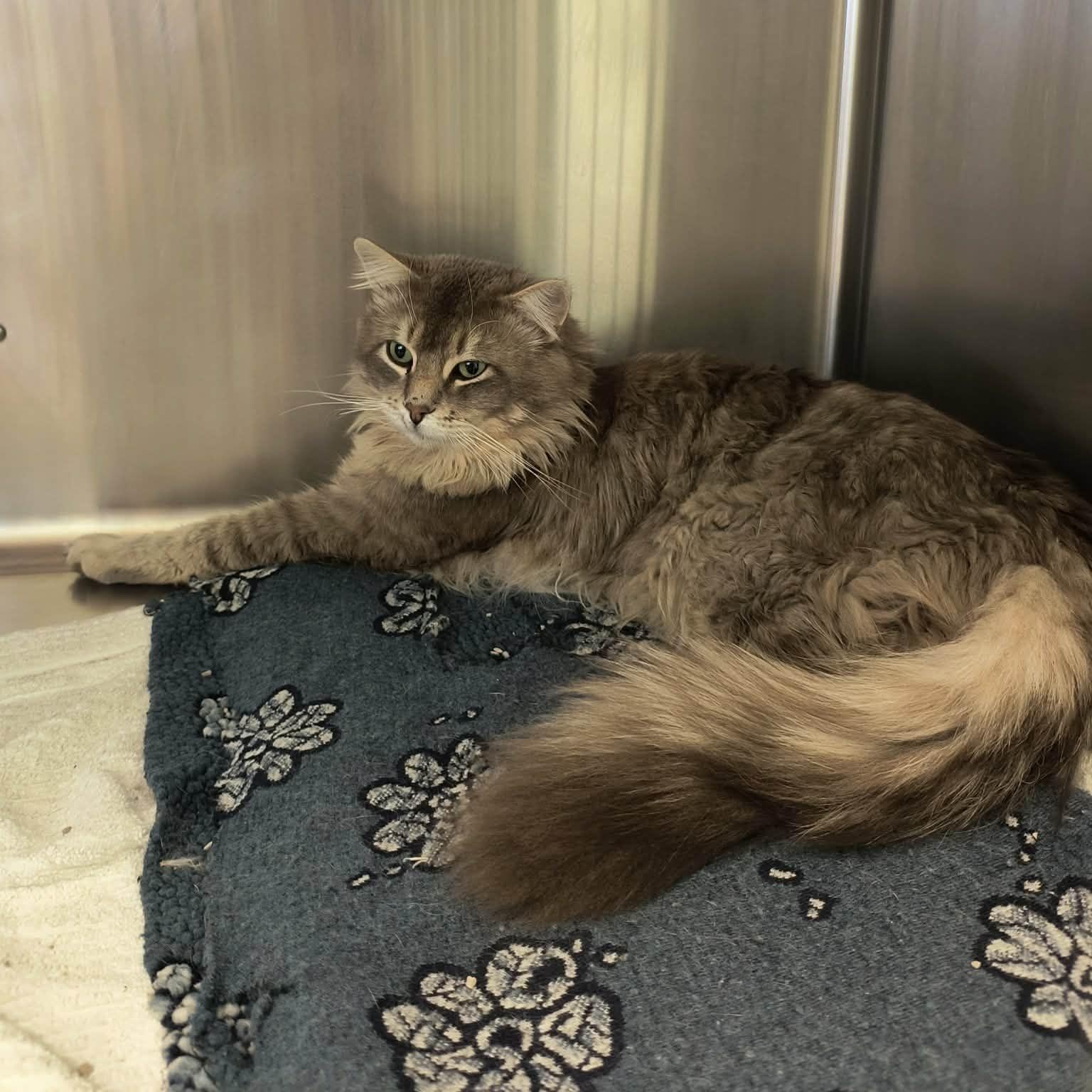 Aslan, a ADOPTABLE mixed breed in Weaverville, CA image 1/4