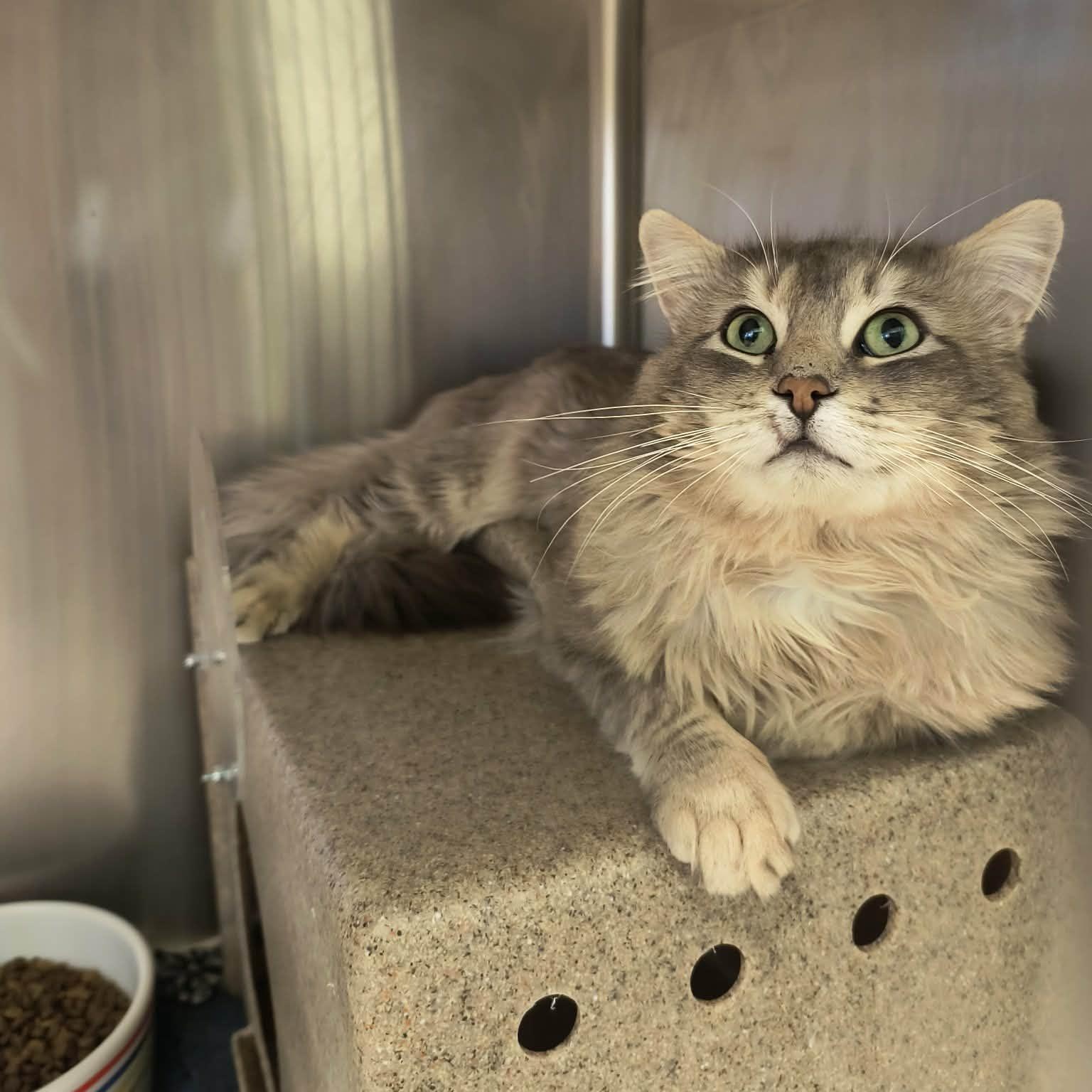 Aslan, a ADOPTABLE mixed breed in Weaverville, CA image 3/4