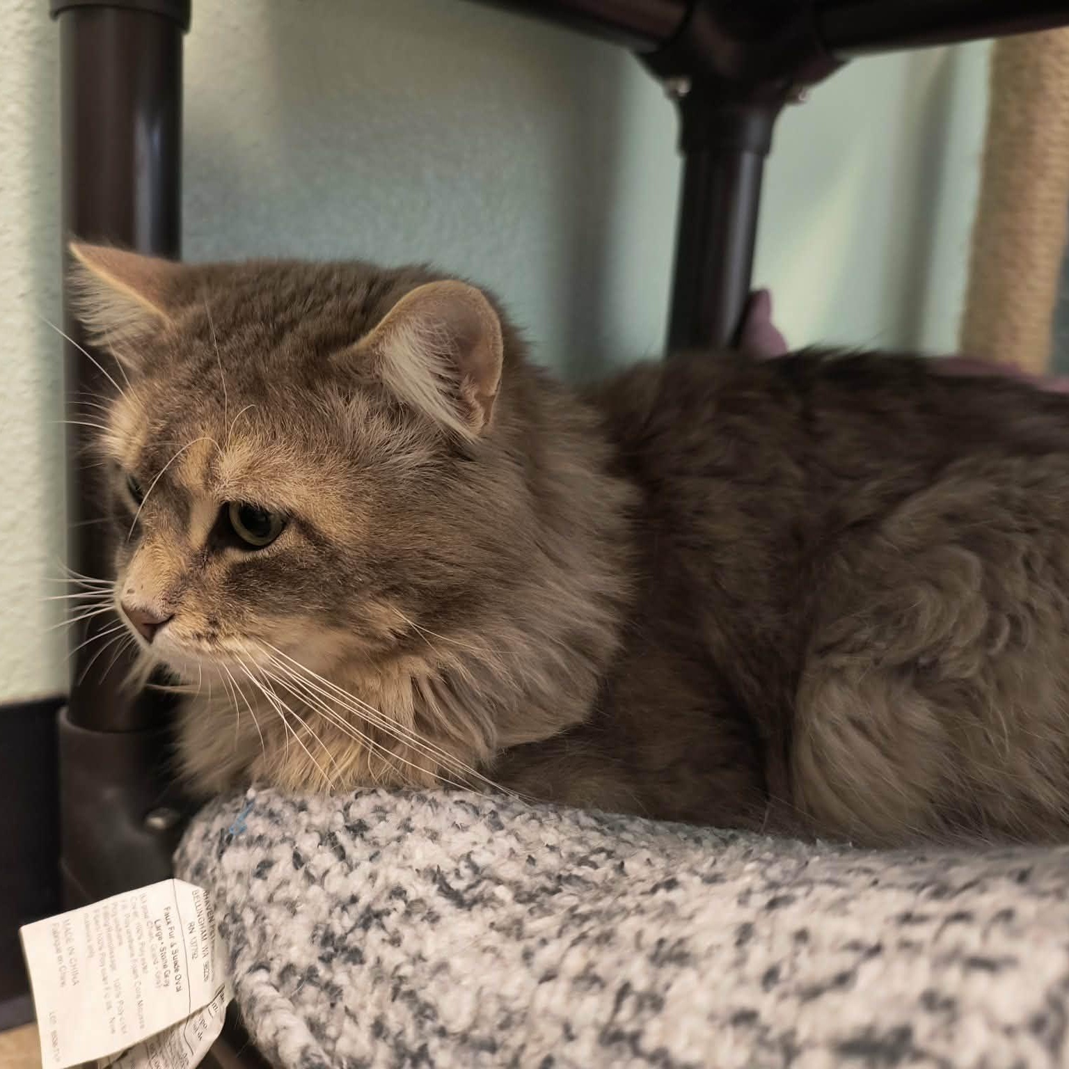Aslan, a ADOPTABLE mixed breed in Weaverville, CA image 4/4