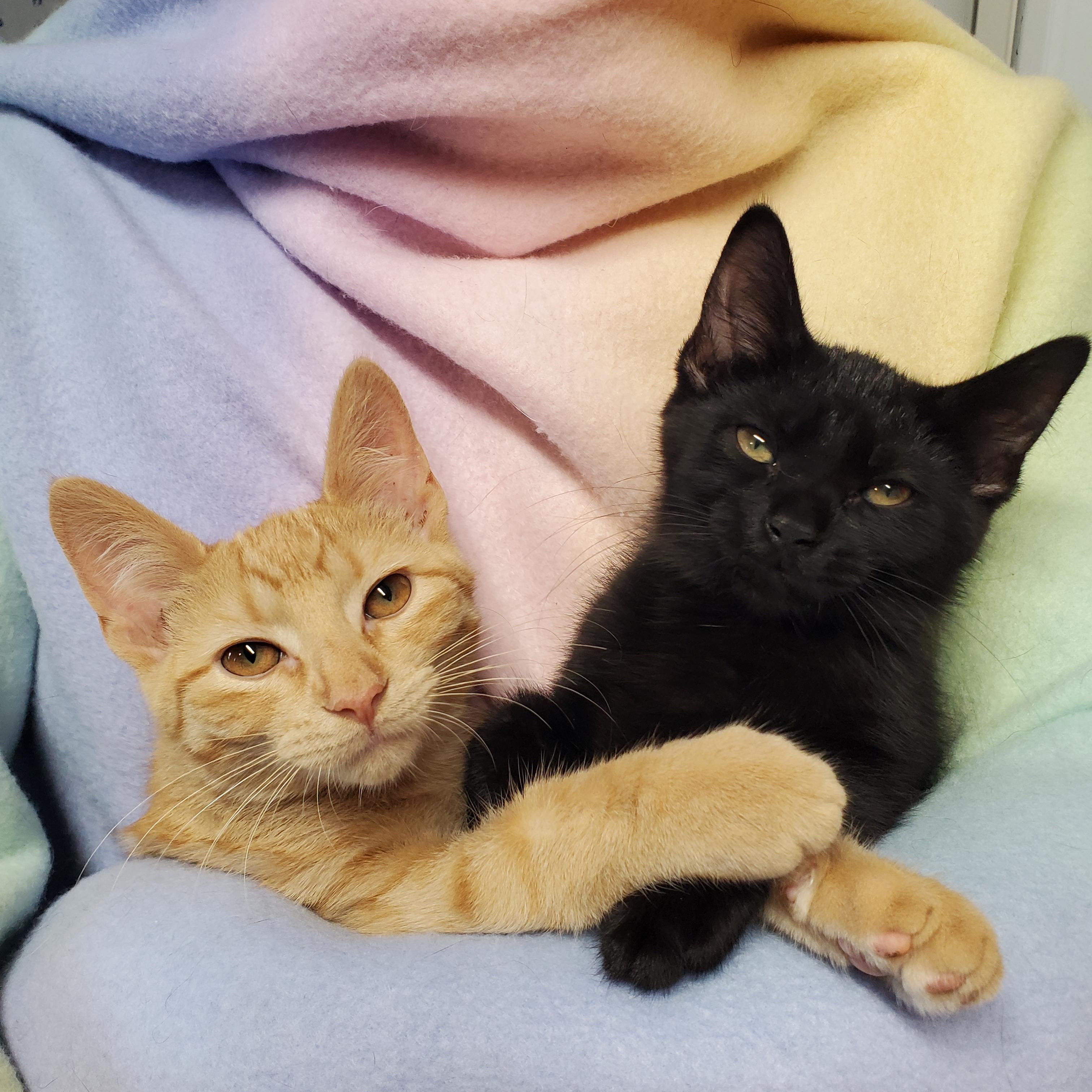 Furgus & Fluffer, ADOPTABLE, Kitten Male Domestic Short Hair.