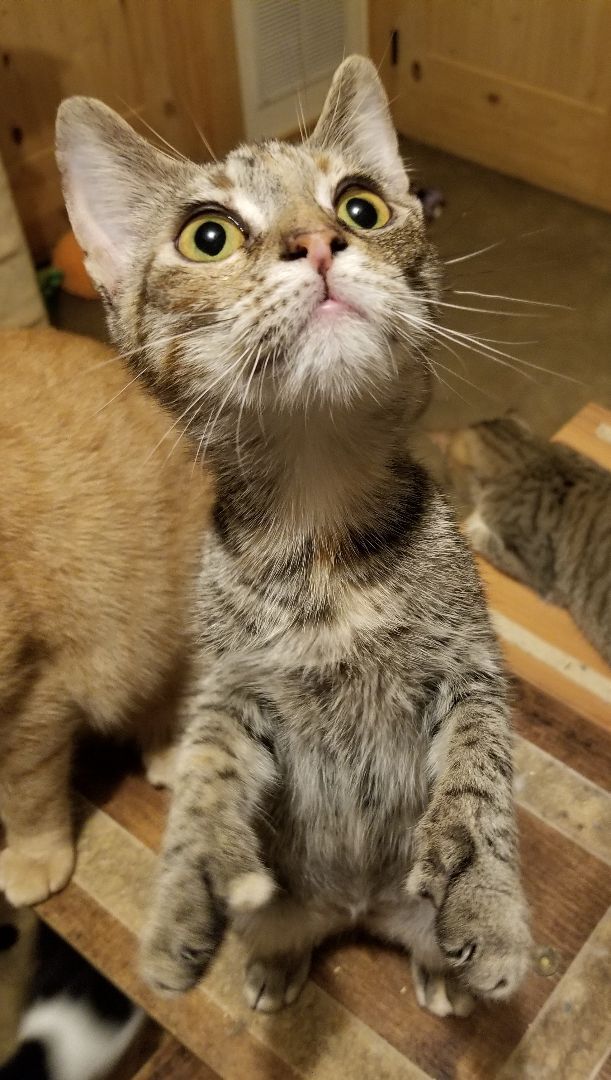 Vivy, Adoptable, Young Female Domestic Short Hair.