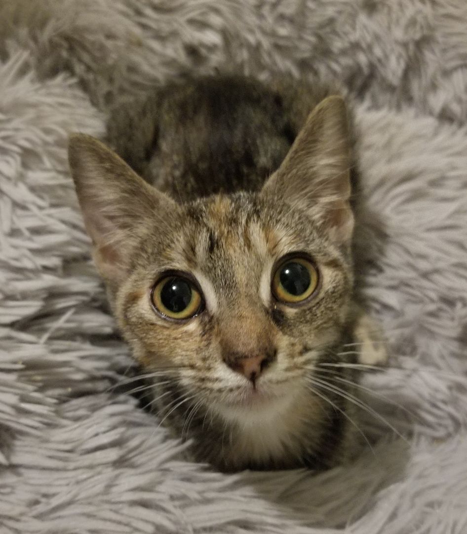 Enlarge Vivy, a Adoptable Domestic Short Hair in Ellijay, GA image 2/9