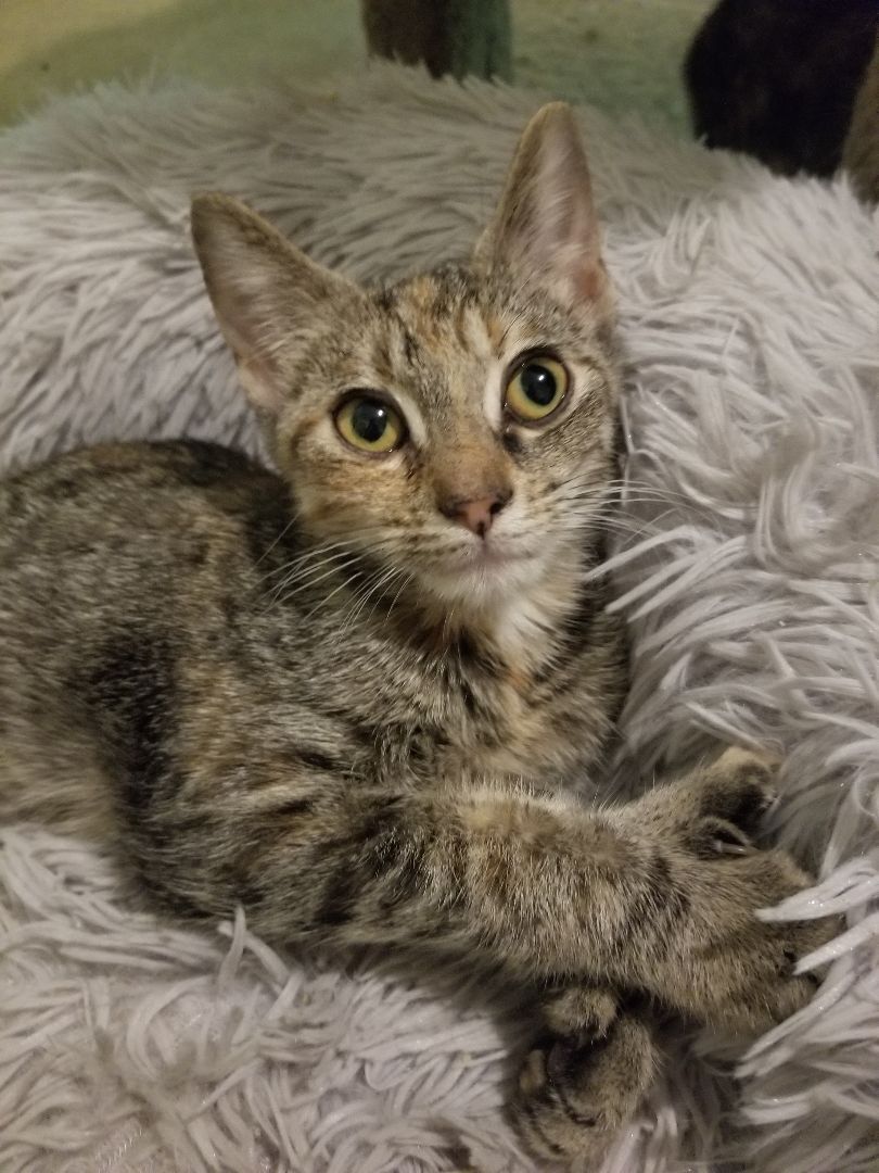 Enlarge Vivy, a Adoptable Domestic Short Hair in Ellijay, GA image 3/9