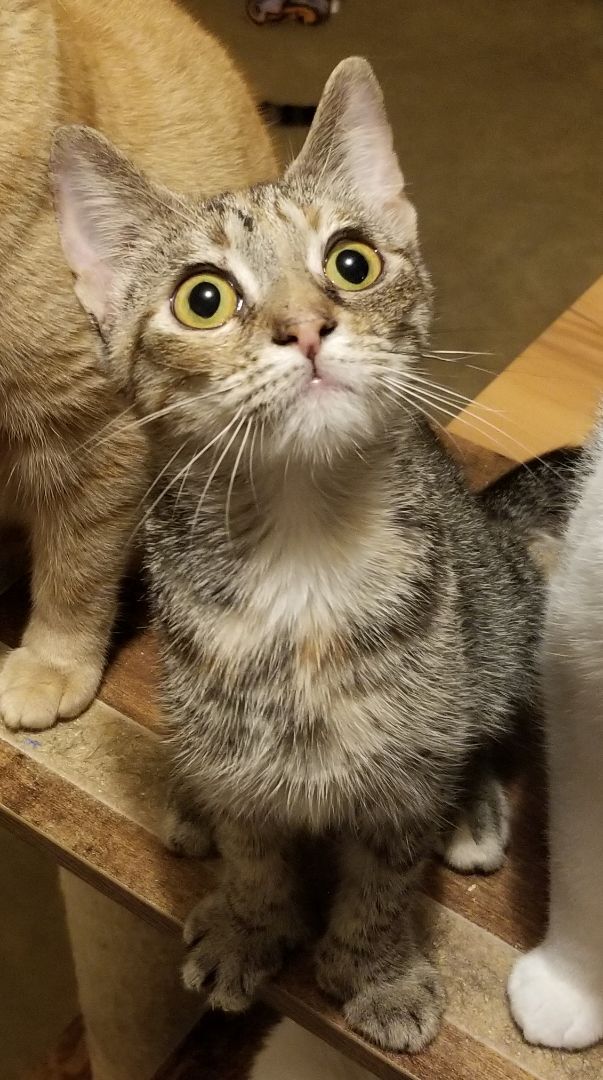 Enlarge Vivy, a Adoptable Domestic Short Hair in Ellijay, GA image 4/9