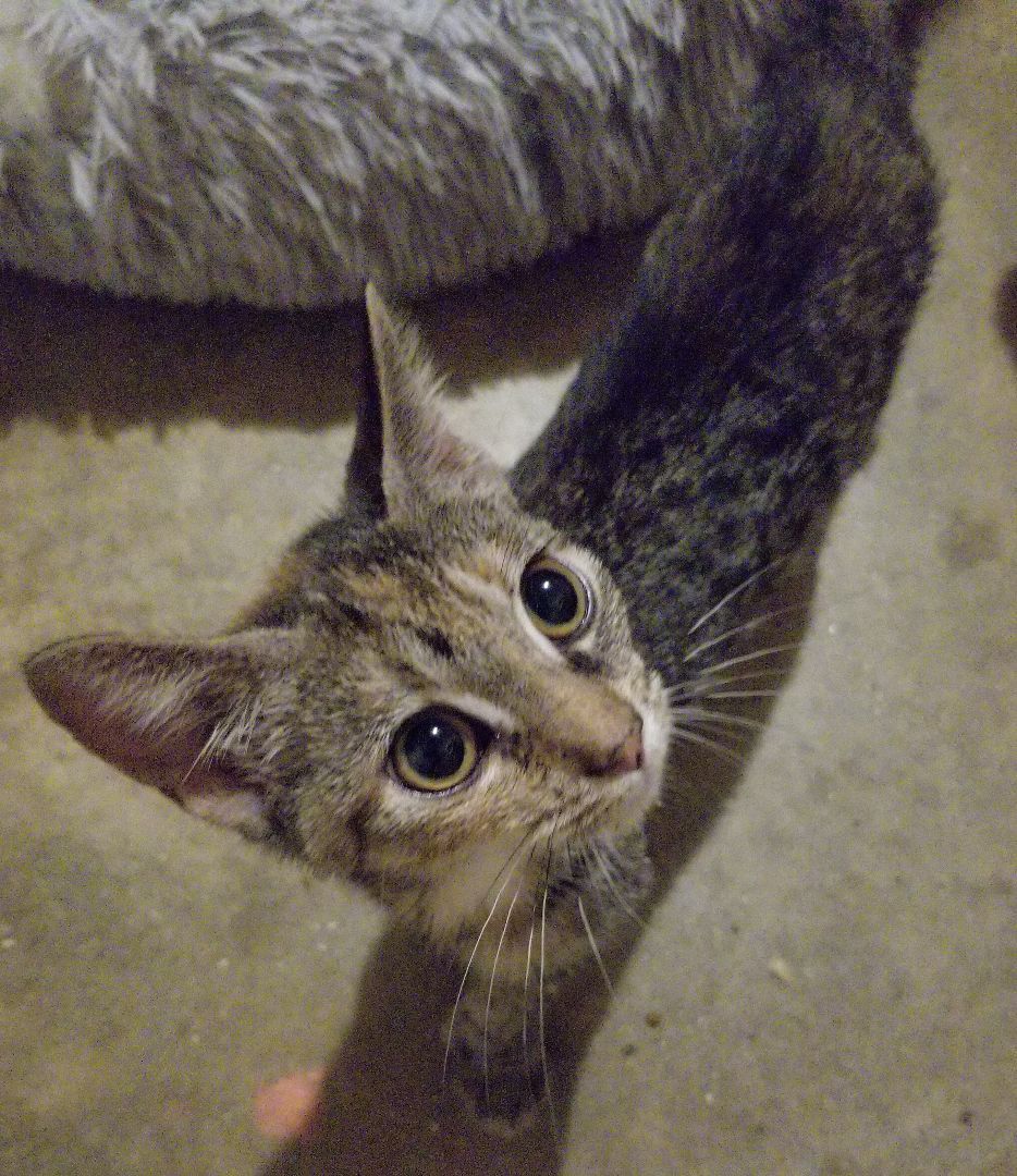 Enlarge Vivy, a Adoptable Domestic Short Hair in Ellijay, GA image 5/9