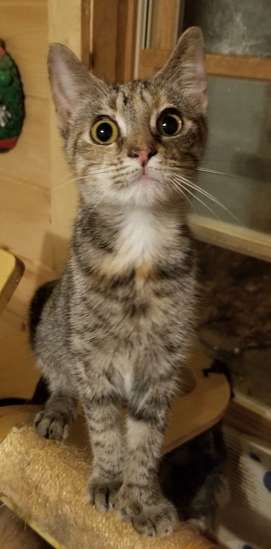 Enlarge Vivy, a Adoptable Domestic Short Hair in Ellijay, GA image 6/9