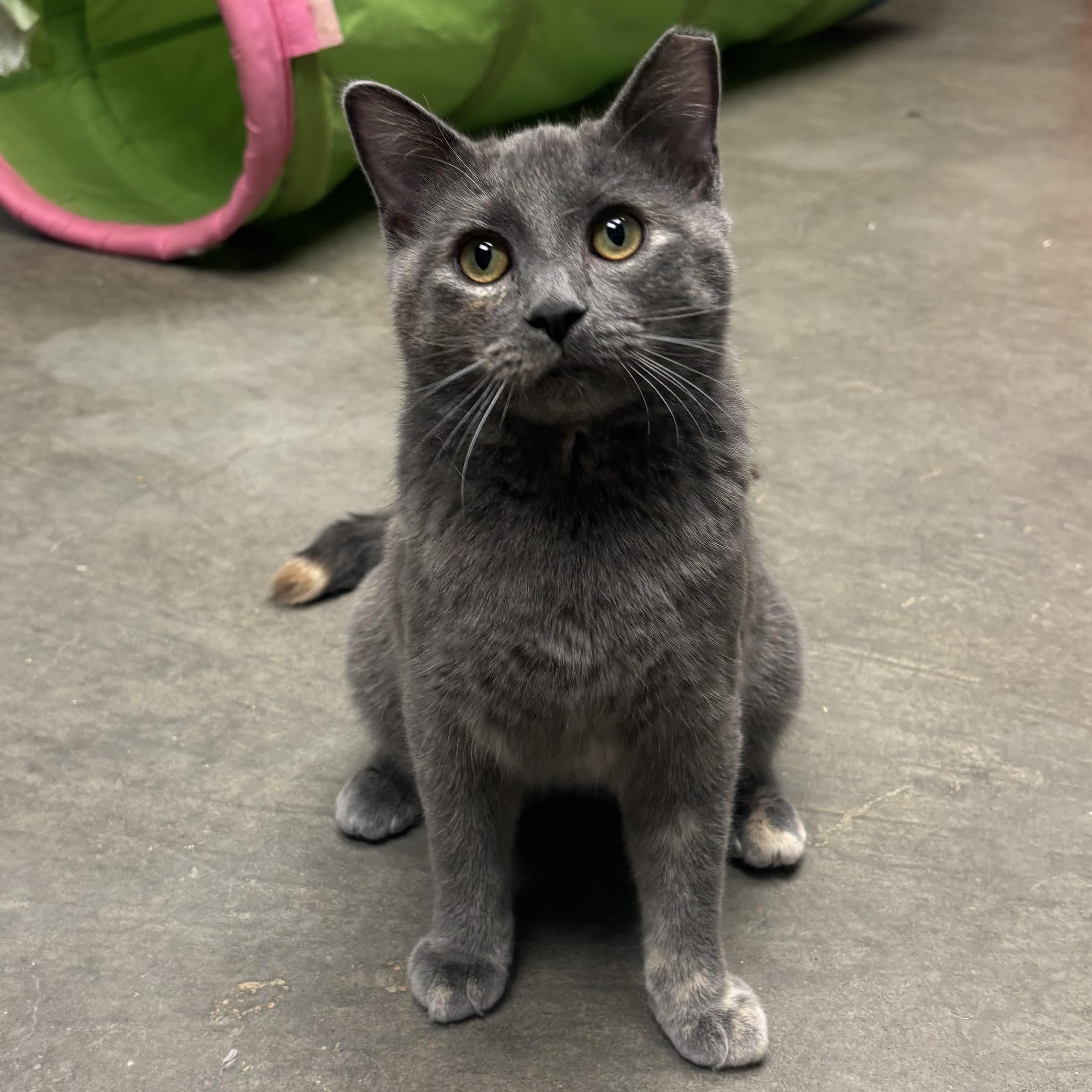 Sweetie, ADOPTABLE, Adult Female Tortoiseshell.