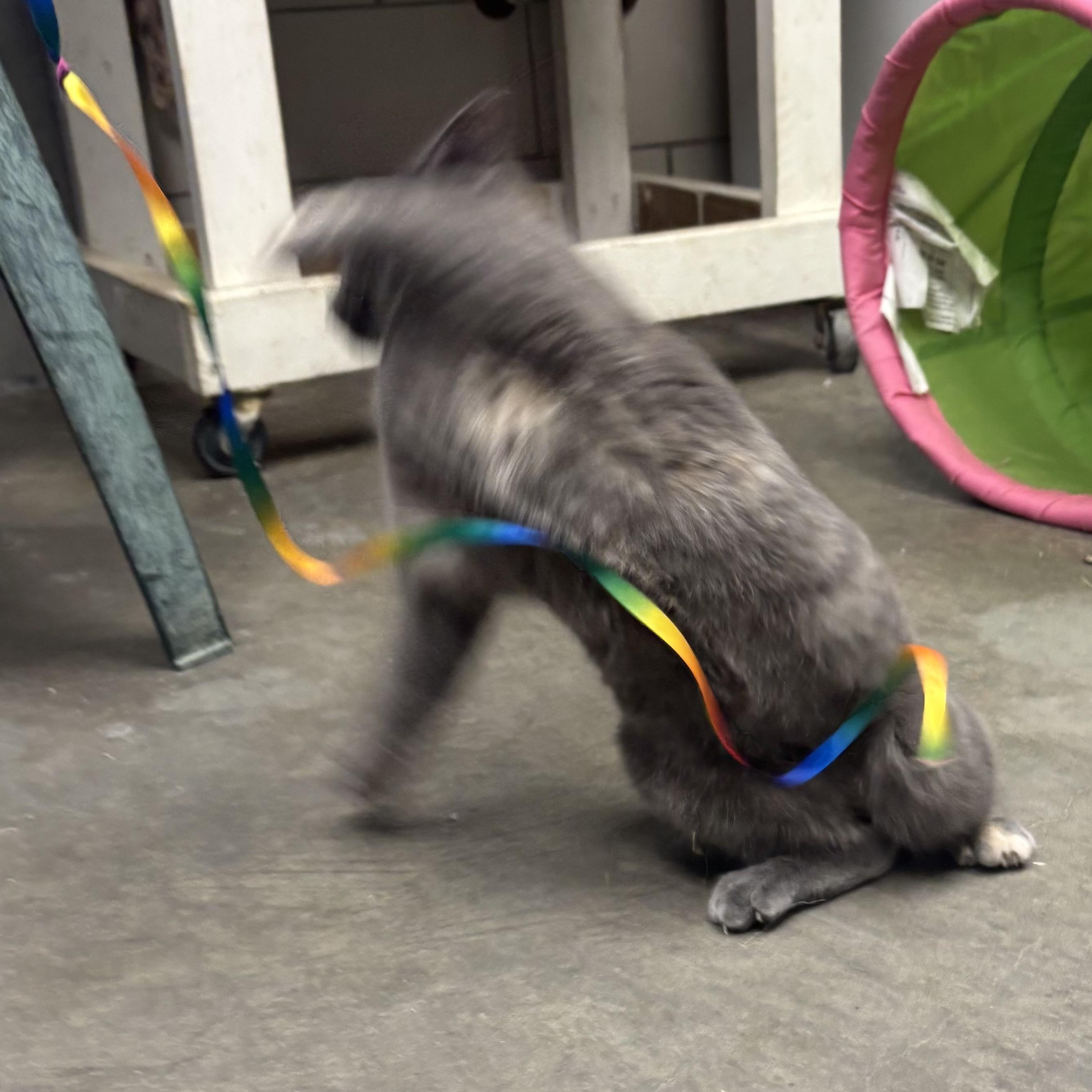 Enlarge Sweetie, a ADOPTABLE Tortoiseshell in Waynesburg, PA image 5/6