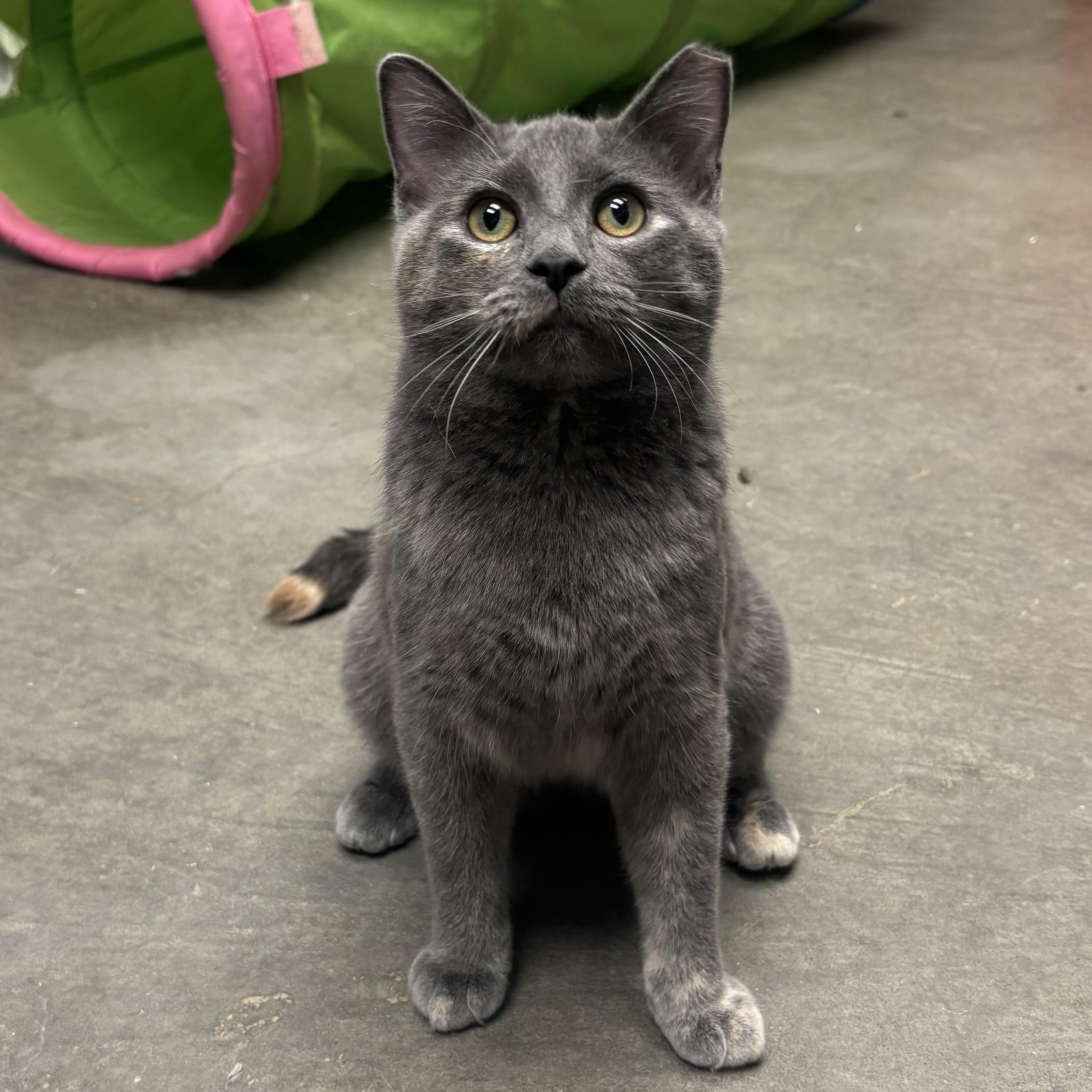 Enlarge Sweetie, a ADOPTABLE Tortoiseshell in Waynesburg, PA image 3/6