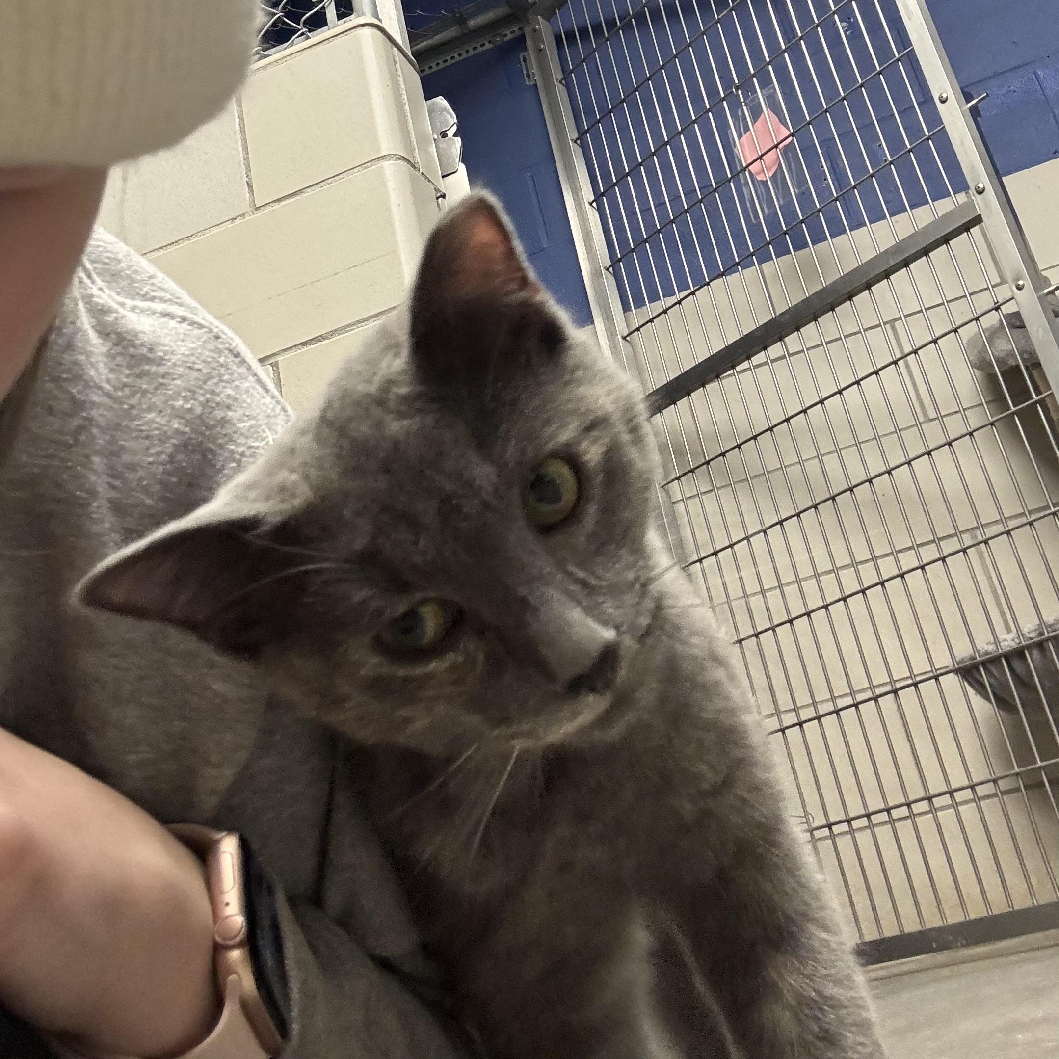 Enlarge Sweetie, a ADOPTABLE Tortoiseshell in Waynesburg, PA image 4/6