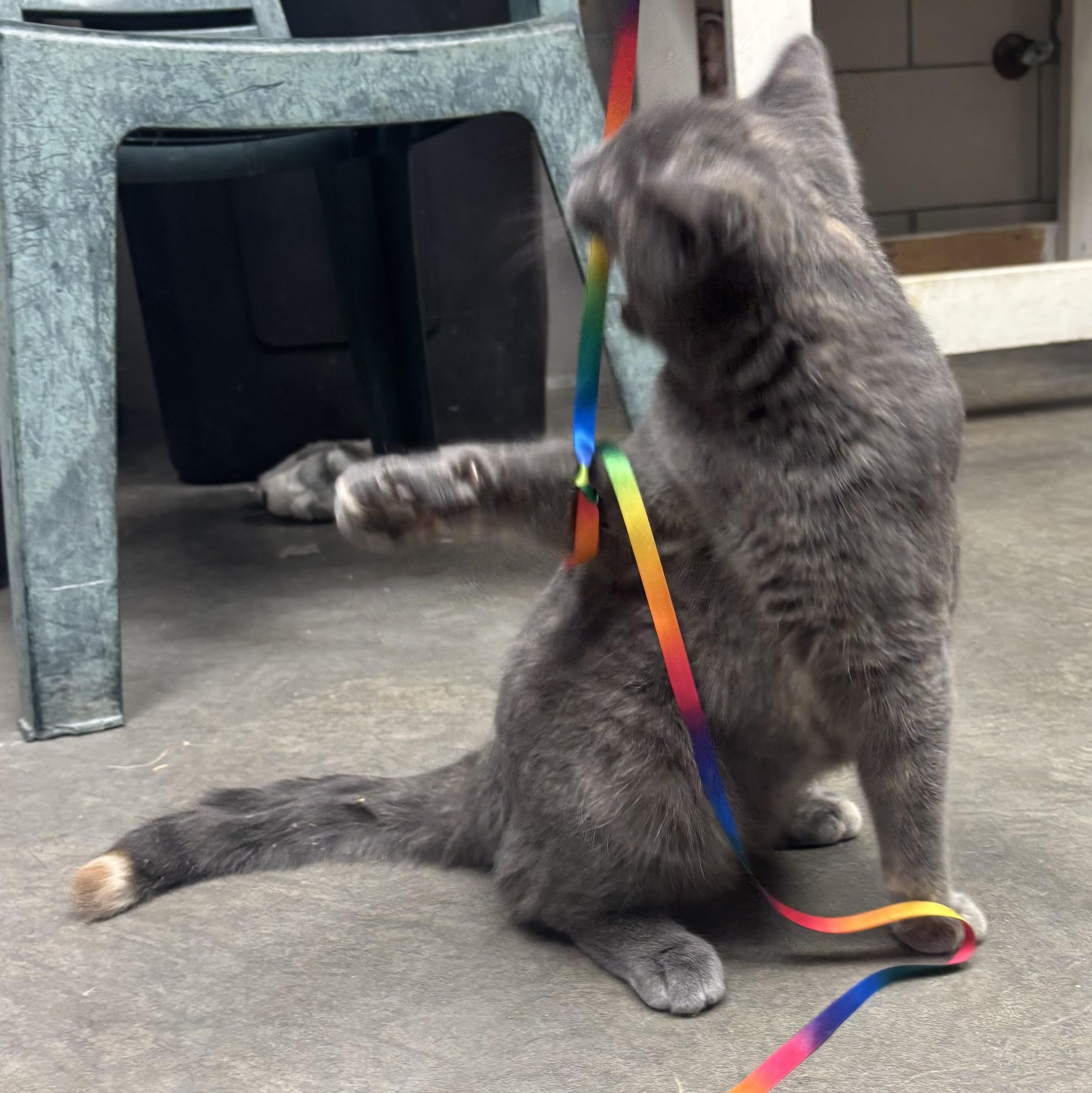 Enlarge Sweetie, a ADOPTABLE Tortoiseshell in Waynesburg, PA image 6/6