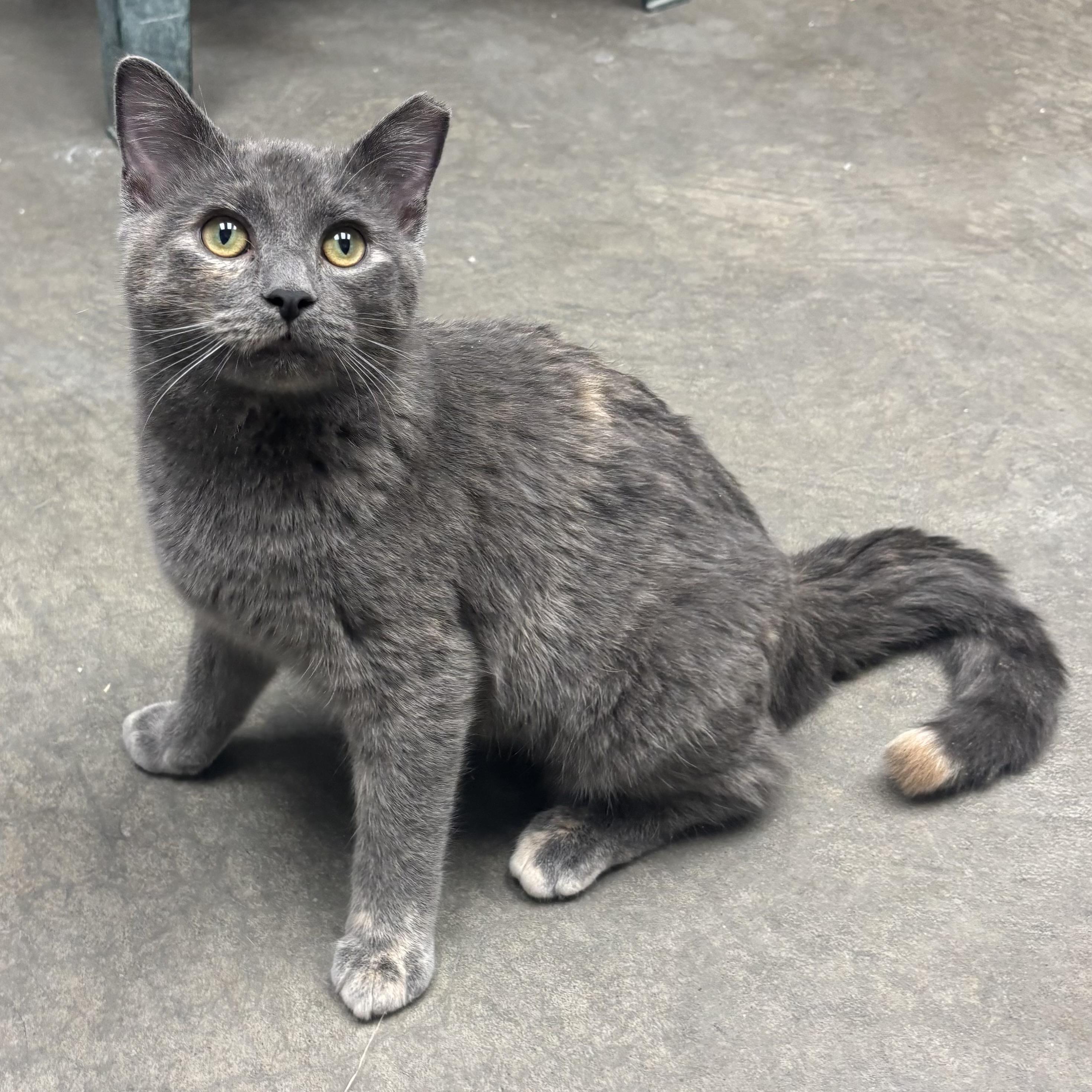 Enlarge Sweetie, a ADOPTABLE Tortoiseshell in Waynesburg, PA image 2/6
