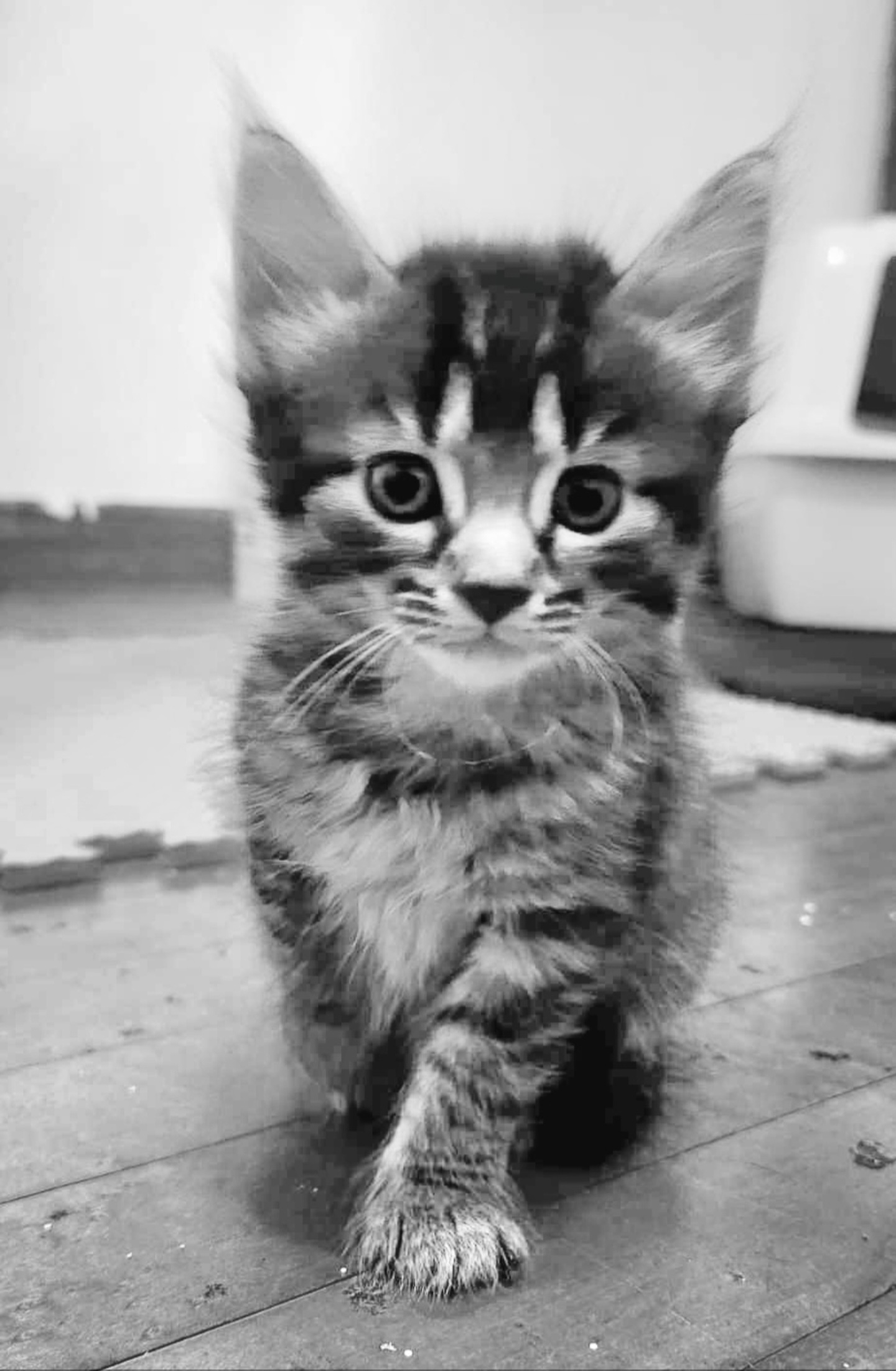 Livy - Sweet and affectionate 9 week young kitten